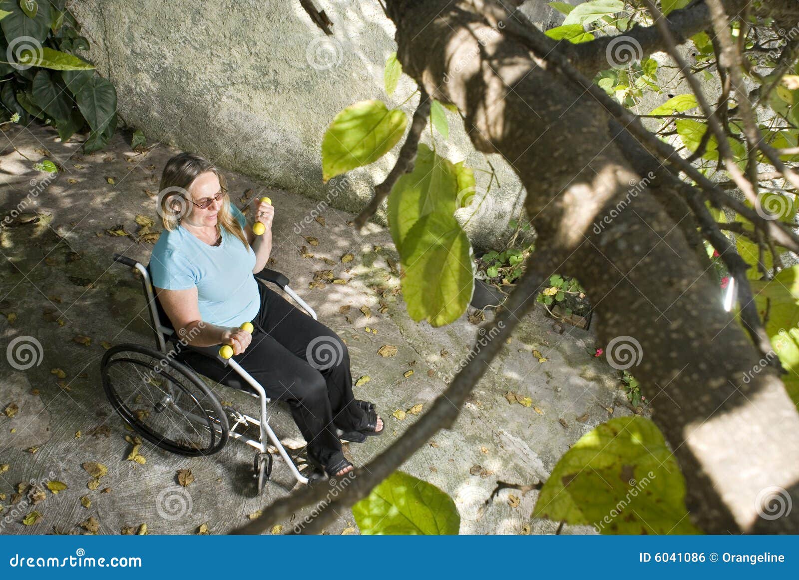 Donna nei pesi degli elevatori di sedia a rotelle - orizzontali. La donna si siede in sedia a rotelle sotto l'albero. Sta alzando i pesi e sta osservando in avanti. Foto orizzontalmente incorniciata.