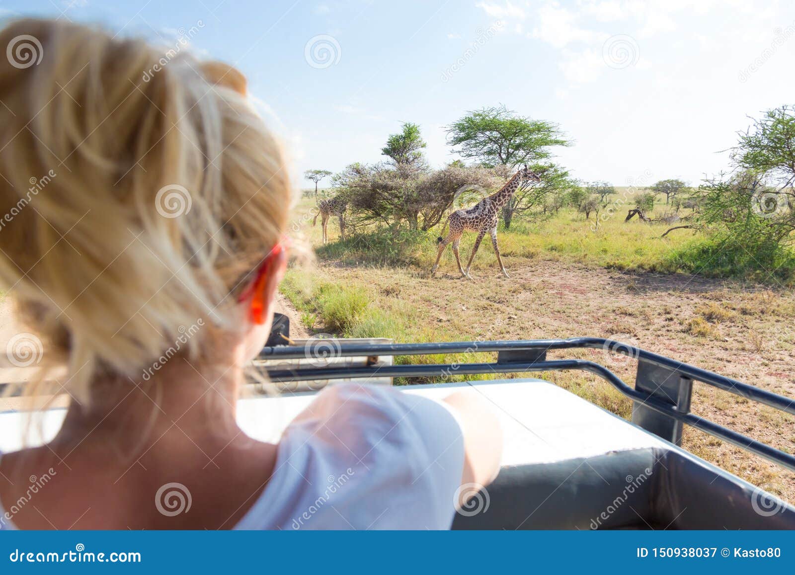 Donna Sul Safari Africano Della Fauna Selvatica Osservando Giraffa
