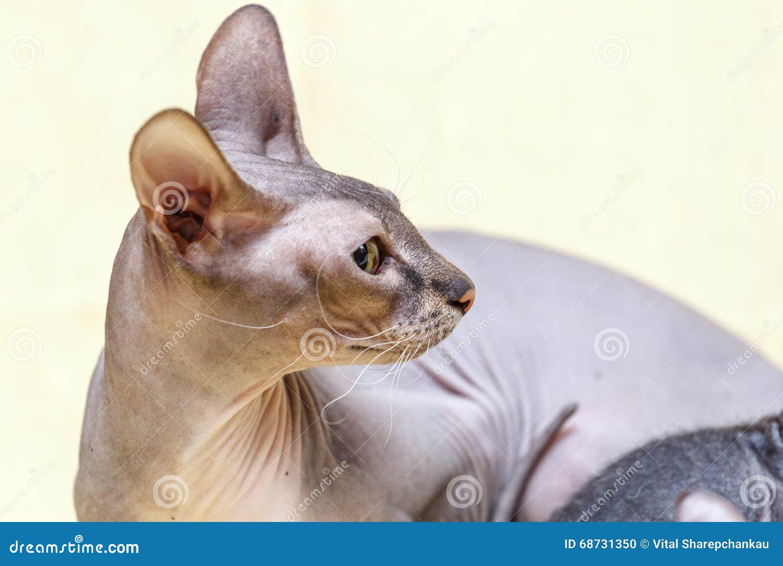 Donskoy or Don Sphynx - Information, Health, Pictures 