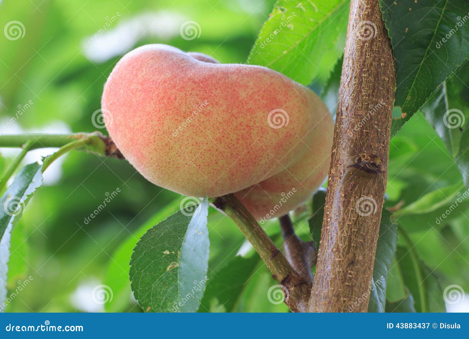 Donut peach at the tree stock image. Image of sweet, season 43883437