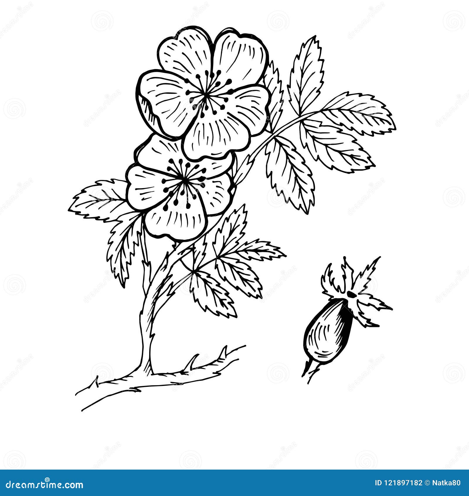 Doodle Dog Rose Of Medicinal Plant Black Outline Stock Vector