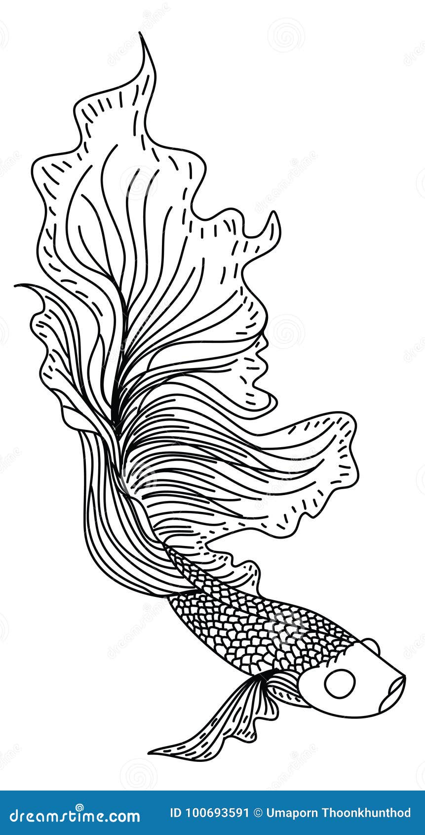 Tattoo Art Siamese Fighting Fish And Flower Hand Drawing And Sketch Black  And White Royalty Free SVG Cliparts Vectors And Stock Illustration  Image 137603387