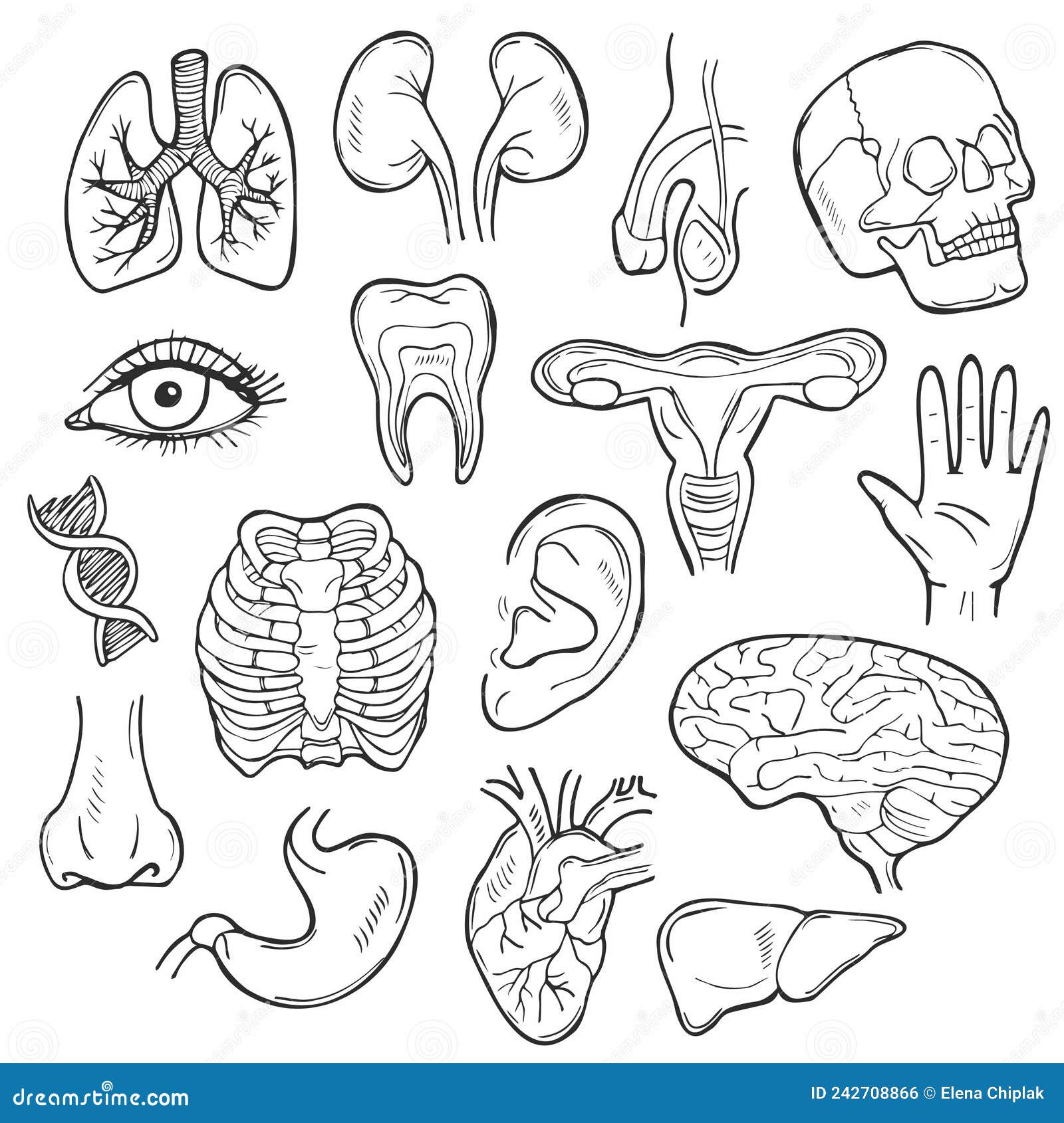 FileHuman body parts diagramjpg  Wikimedia Commons