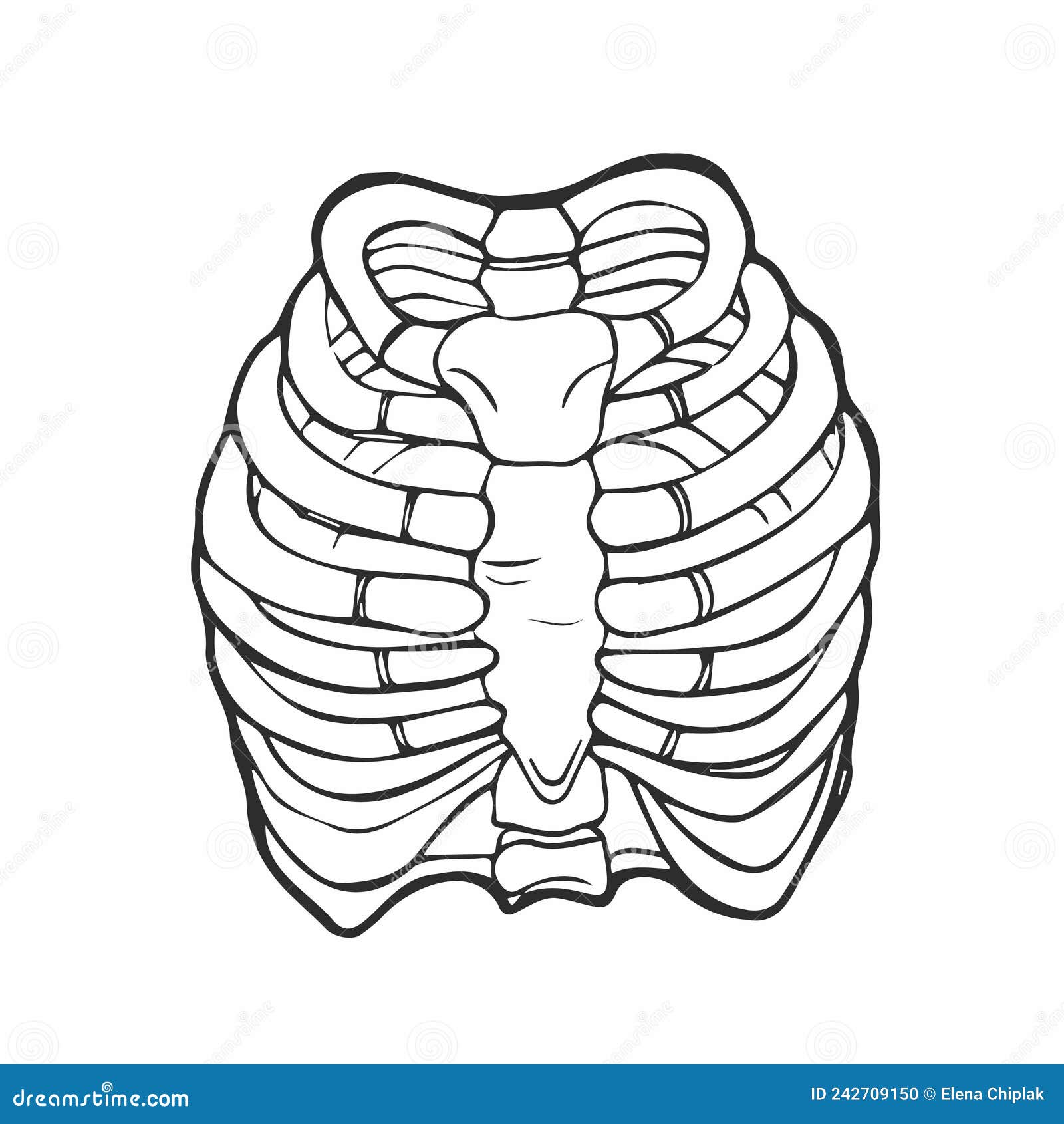 Doodle Illustration of Human Rib Cage. Line Art Style Stock Vector
