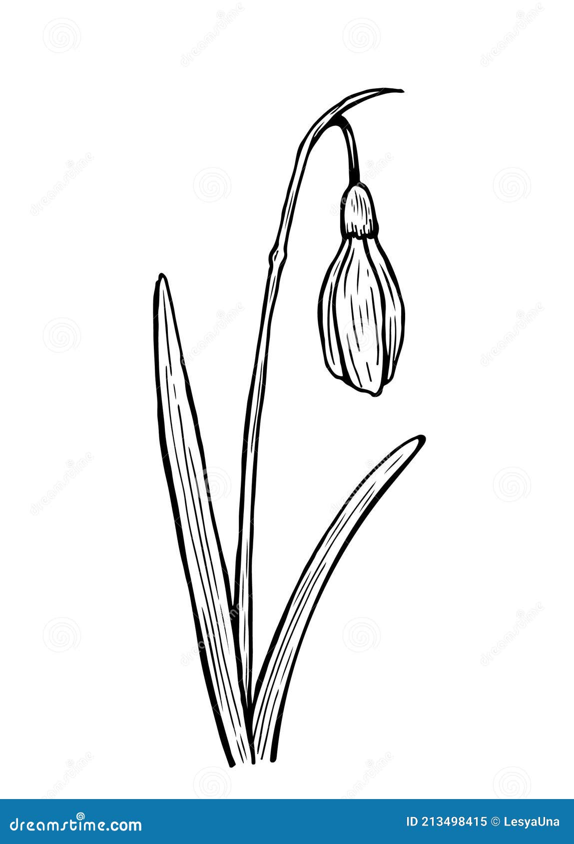 Tulip and Snowdrop flower graphic sketch  Stock Illustration 57957483   PIXTA