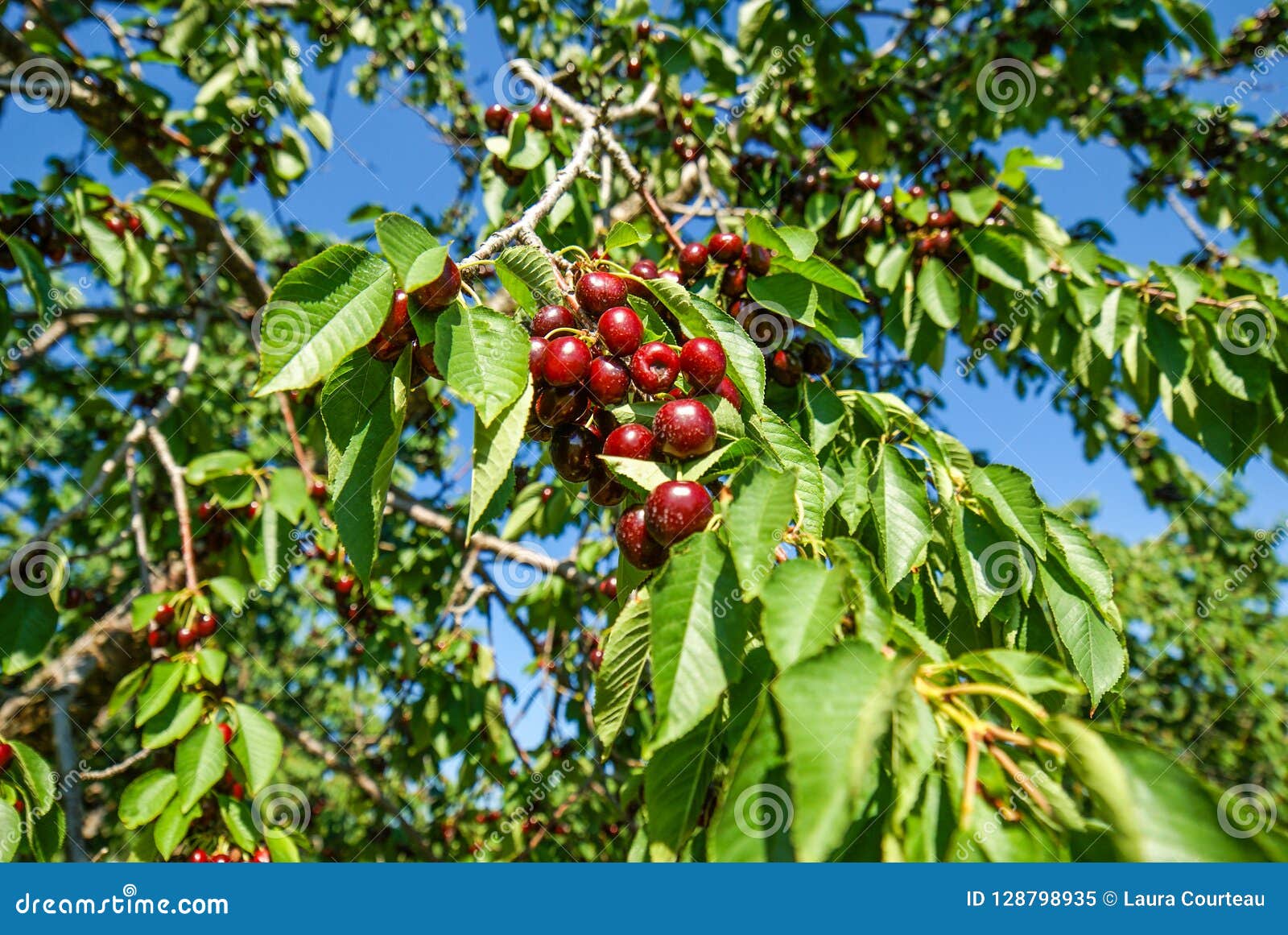 Door County Wisconsin Tart Dark Red Cherries On Cherry Tree