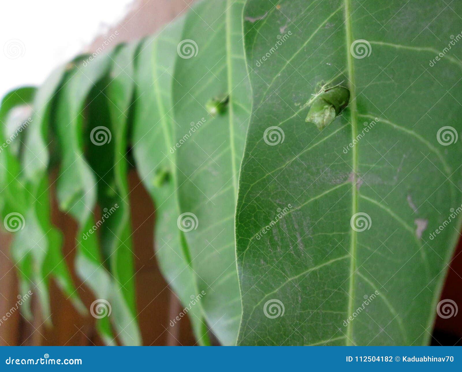 Door Hanging Mango Leaves Toran Stock Photo Image Of Decor