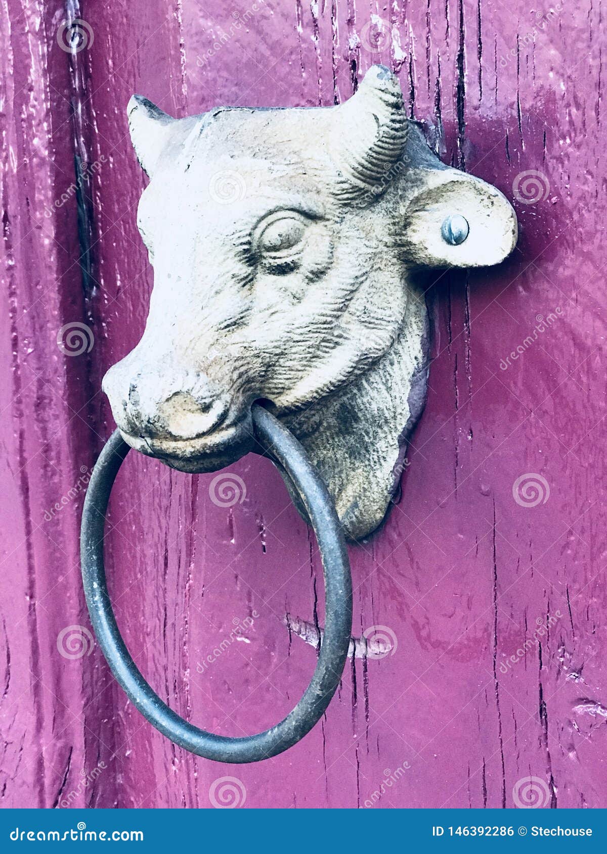 a door knocker in  of a bull in merida, mexico - merida - the yucatan