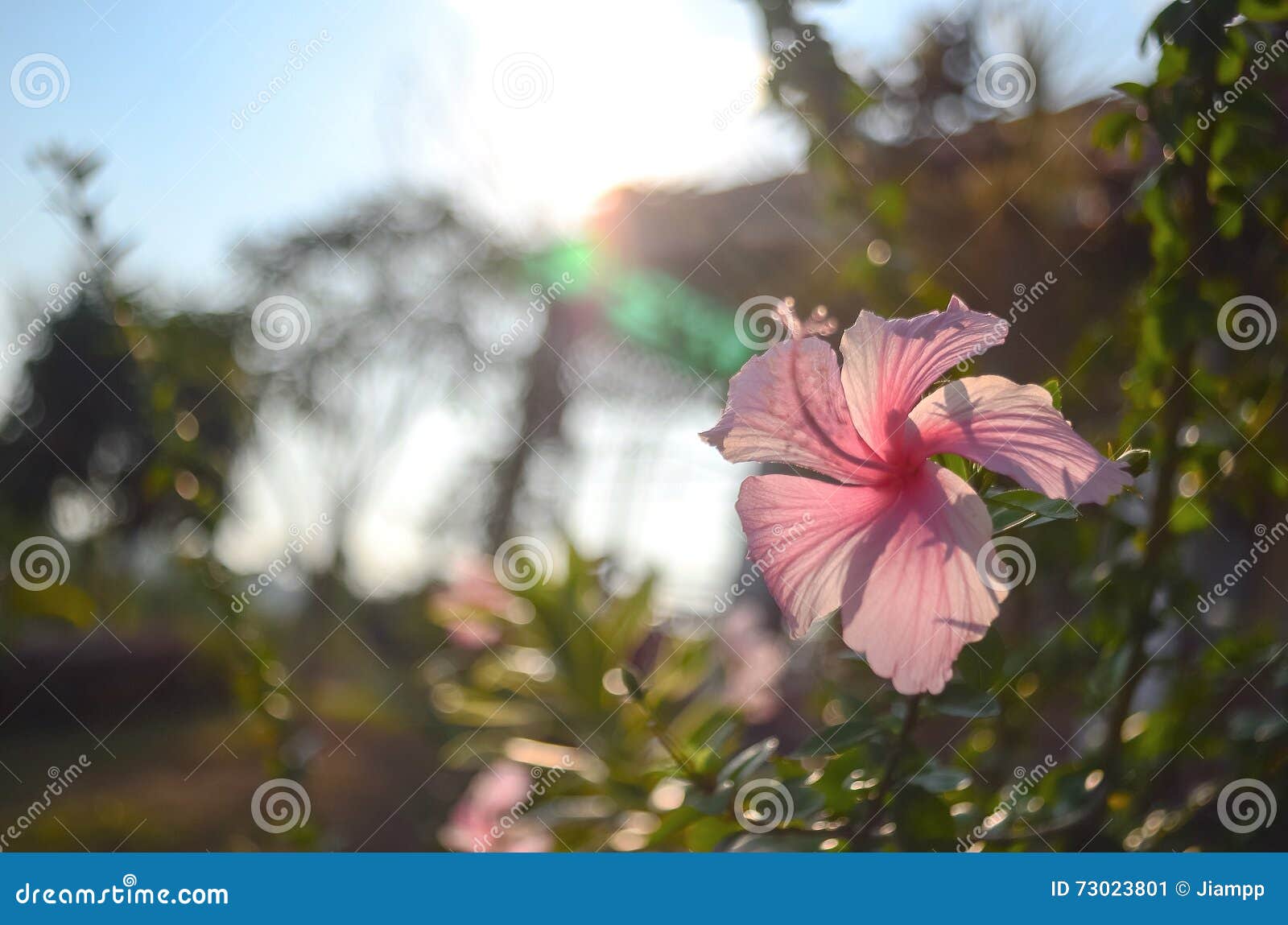 Doorboor de Bloem van de Hibiscus. Roze hibiscusbloem van Thailand