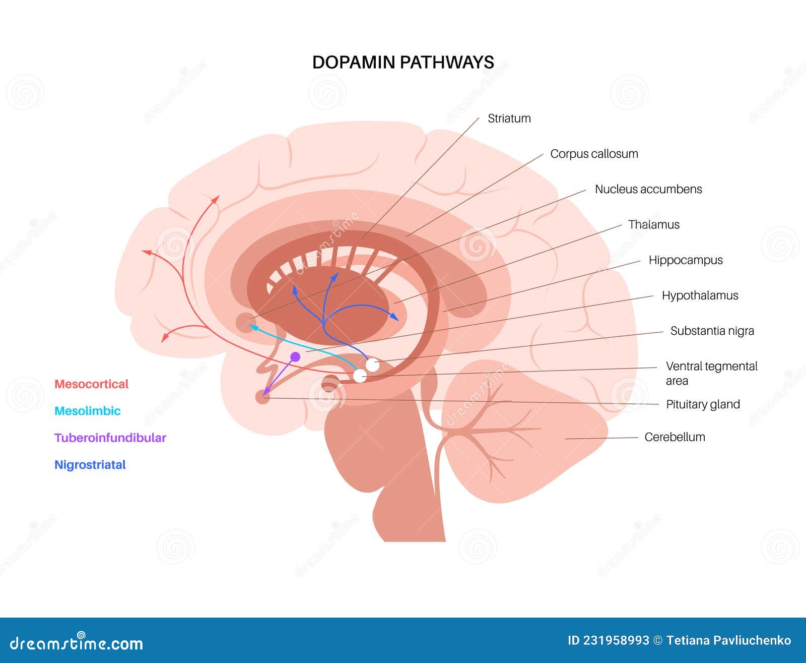 dopamine pathway concept