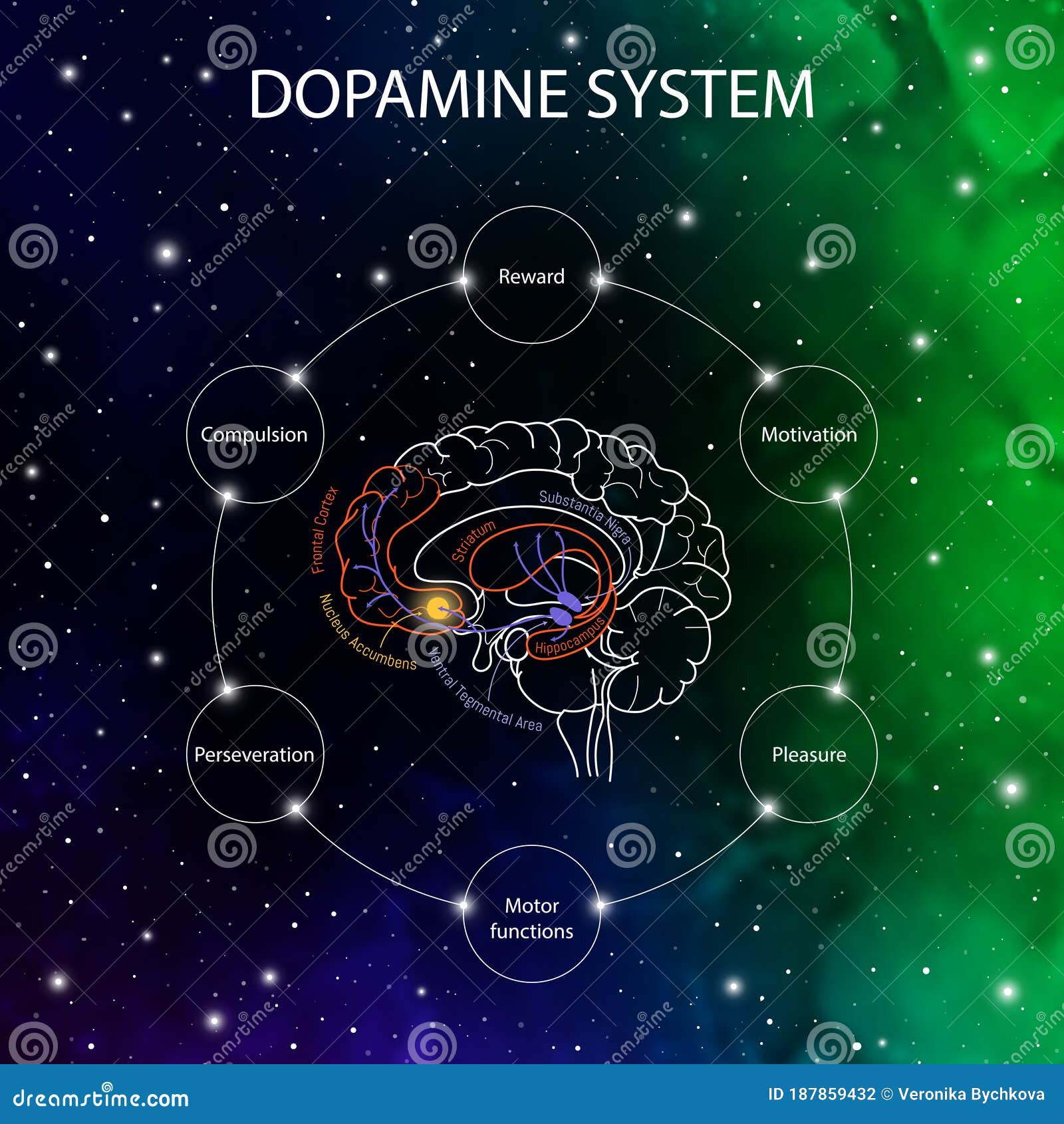 dopamine pathways in the brain. dopamine functions. neuroscience medical infographic. striatum, substantia nigra, hippocampus,