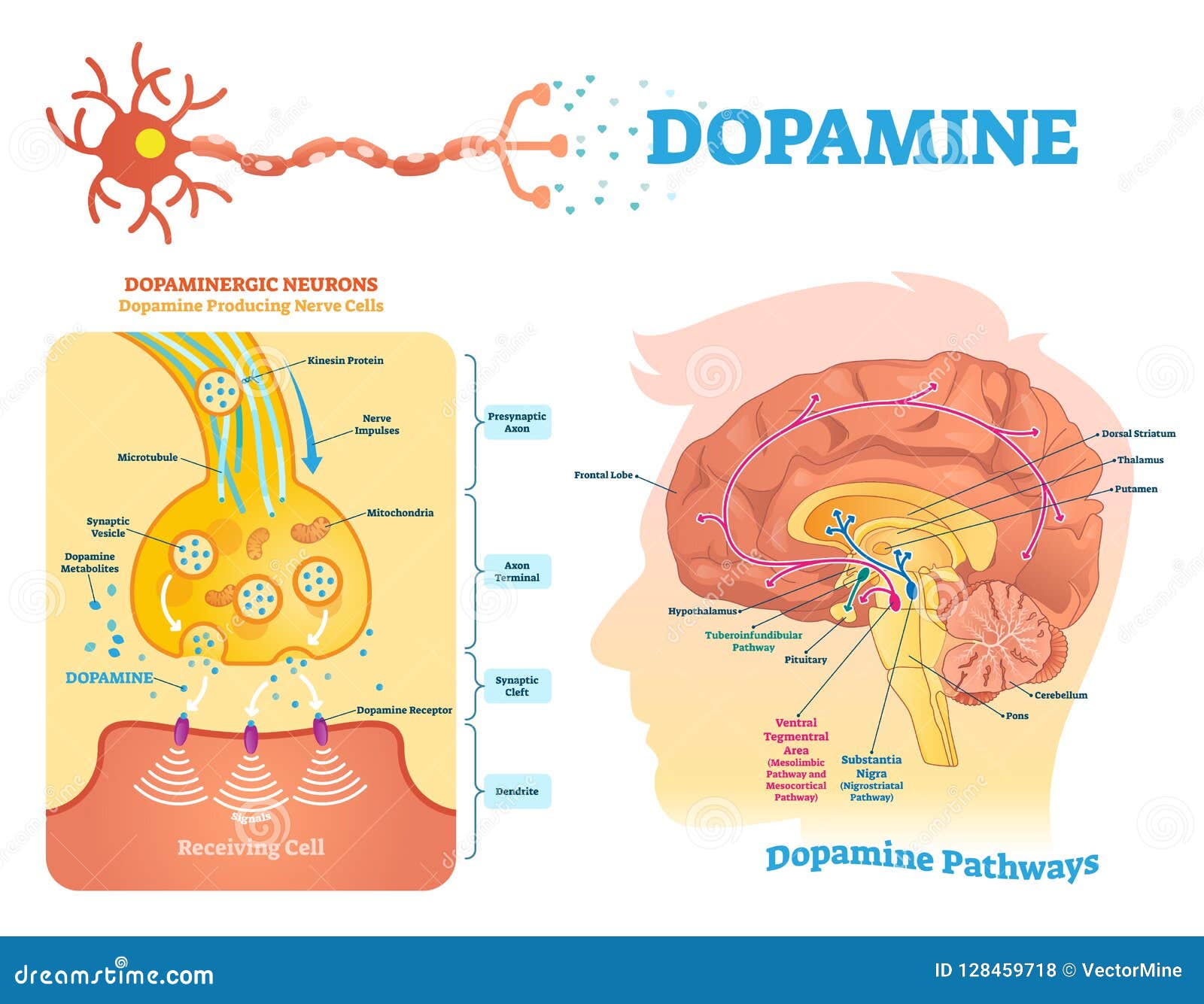 Dopamine receiving clipart and illustrations