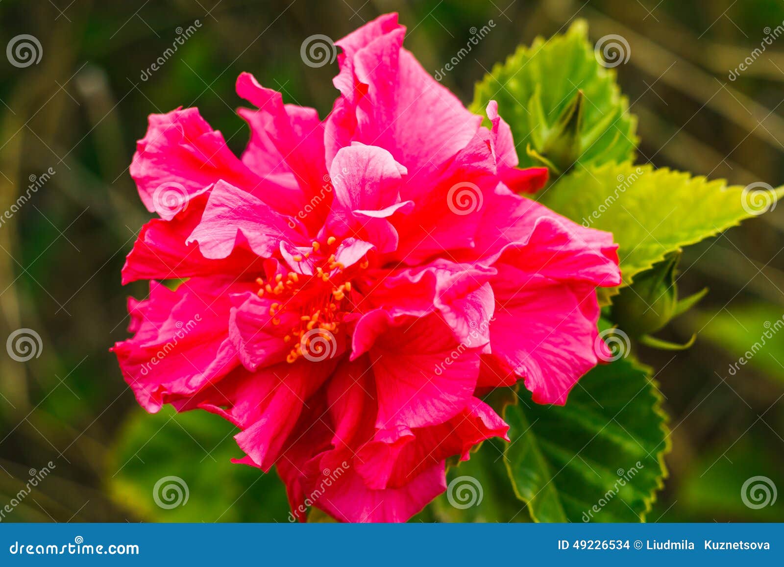 Doppelter Rosa Hibiscus Auf Baum Im Garten Stockfoto Bild von nave