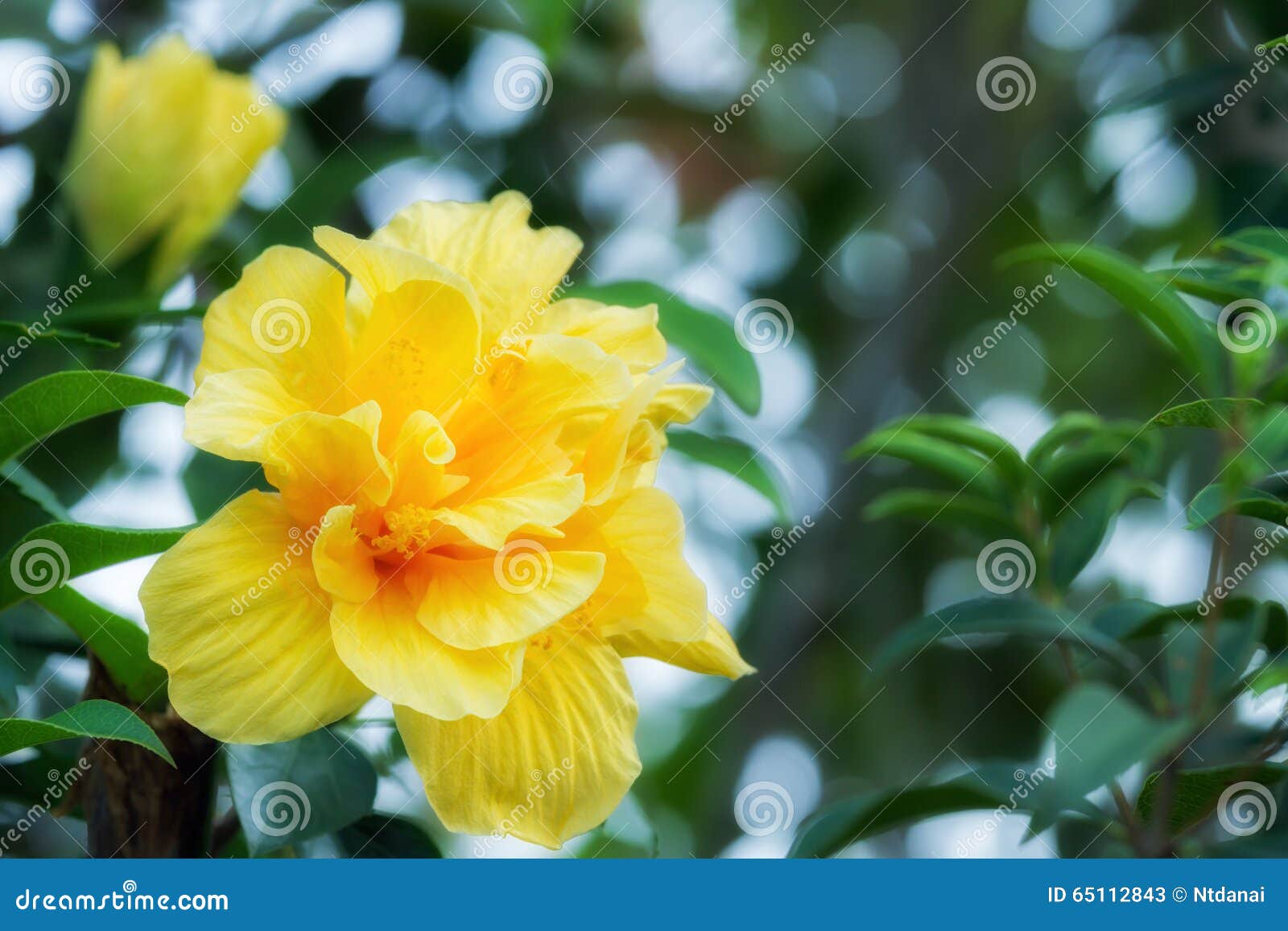 Benoon Semi 100 Pz/Borsa Semi Di Ibisco Piante Fiorite Rare Semi Di - Foto 8