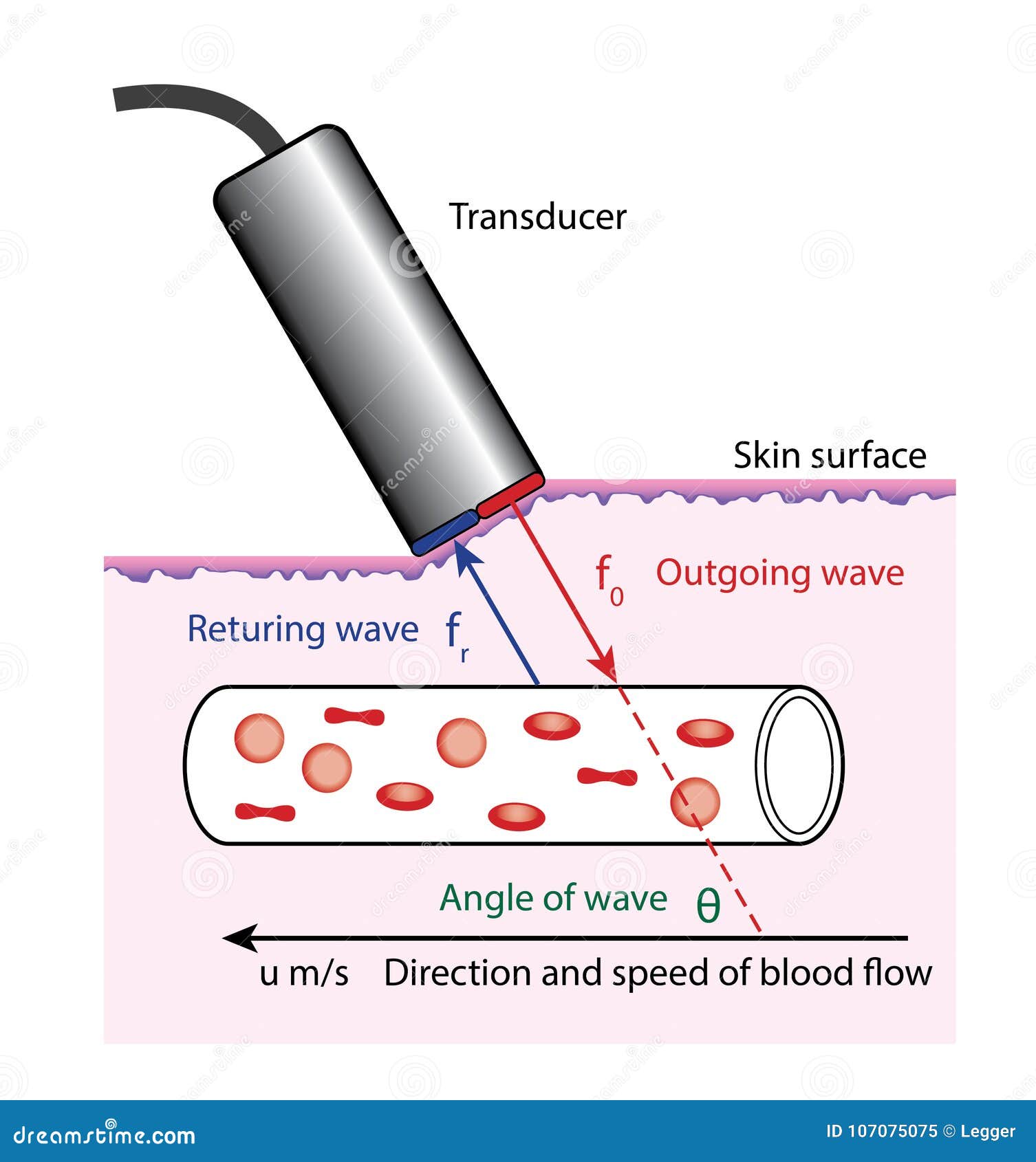 heart blood flow print heart blood flow print