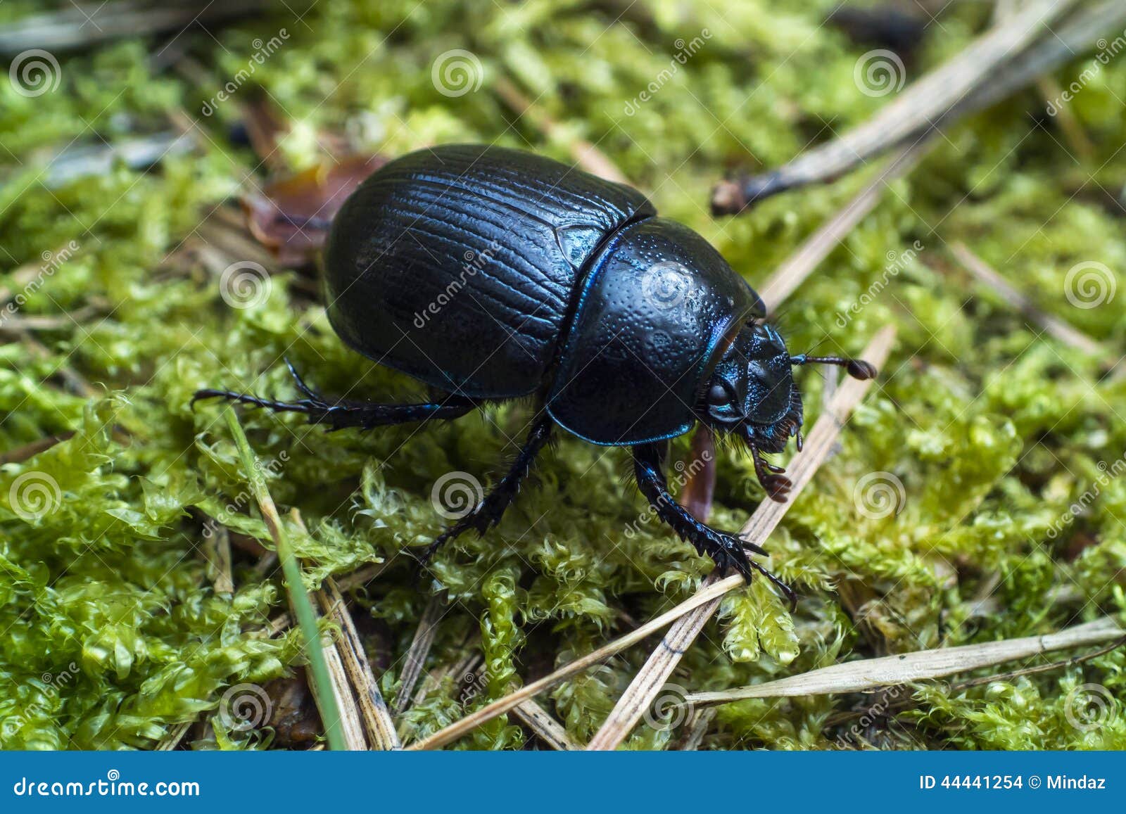 dor beetle