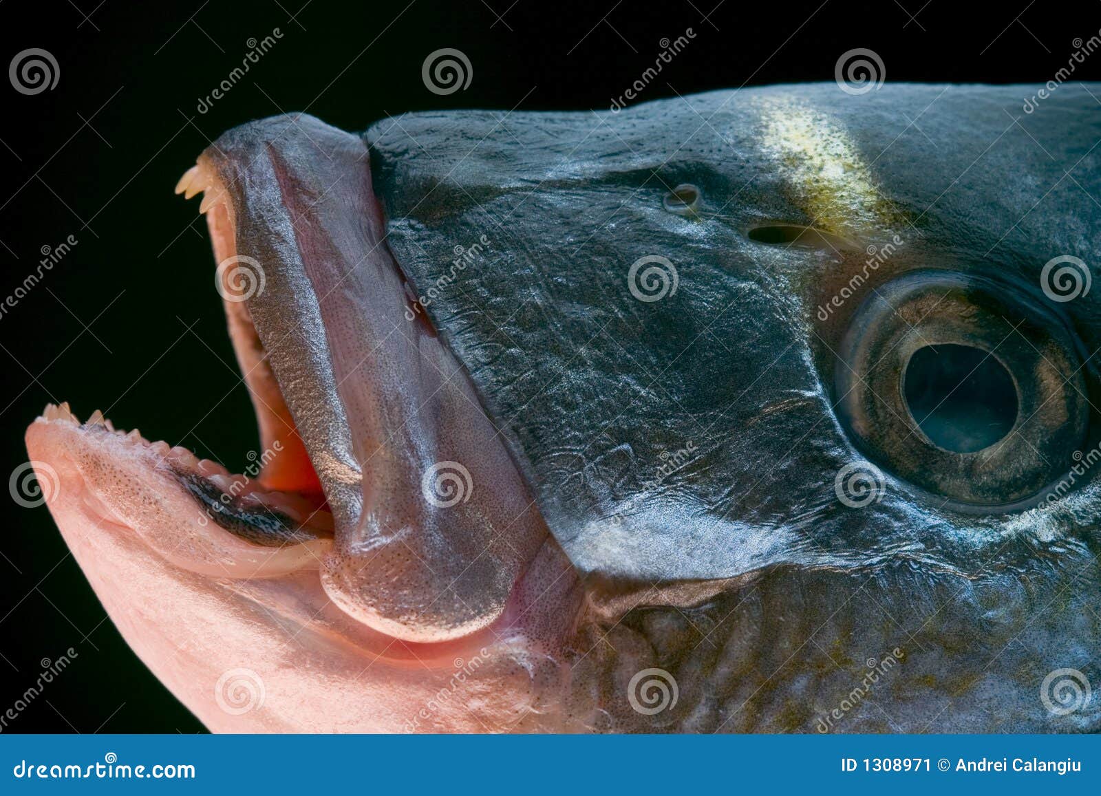 dorada fish head