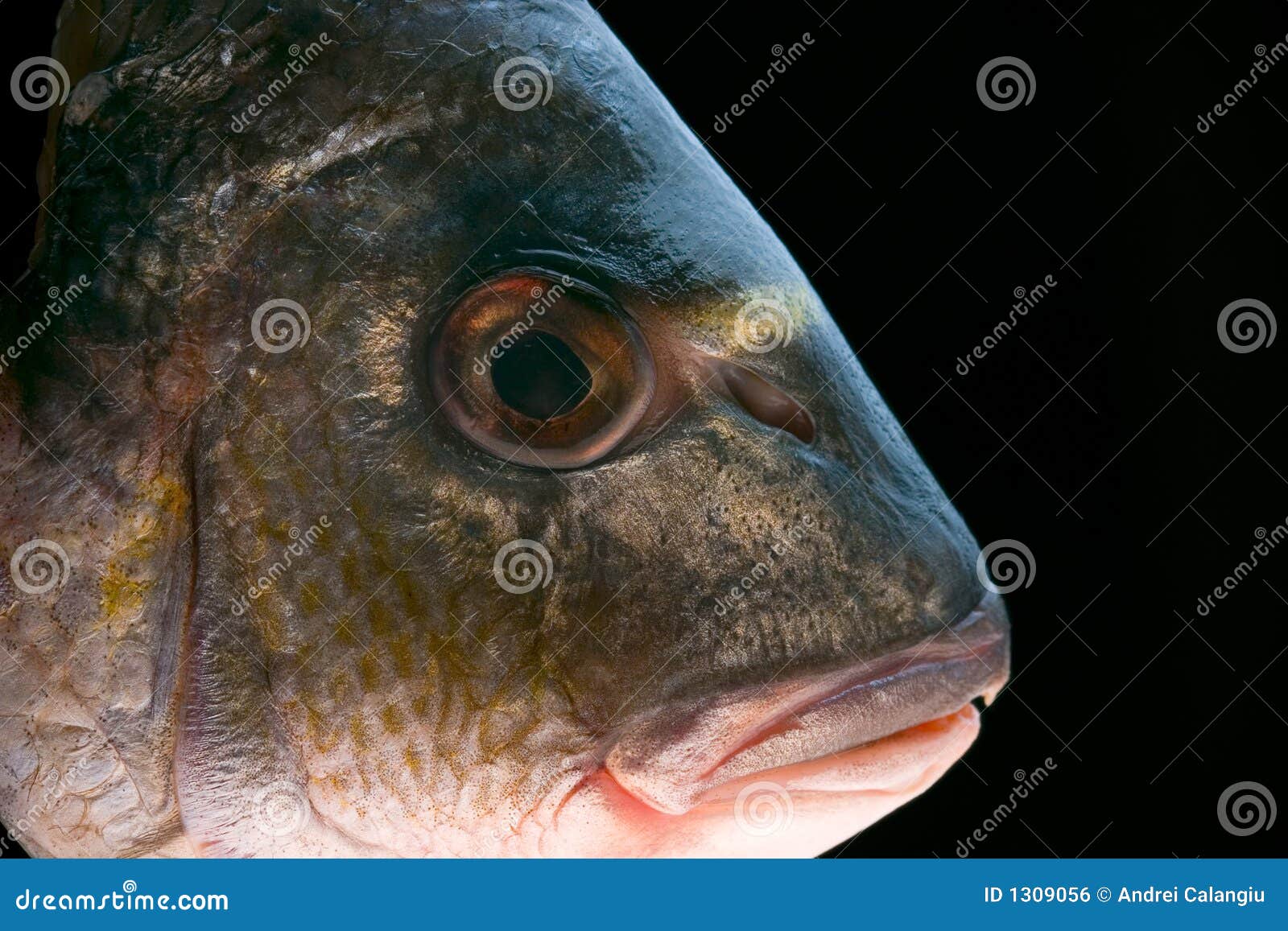 dorada fish head