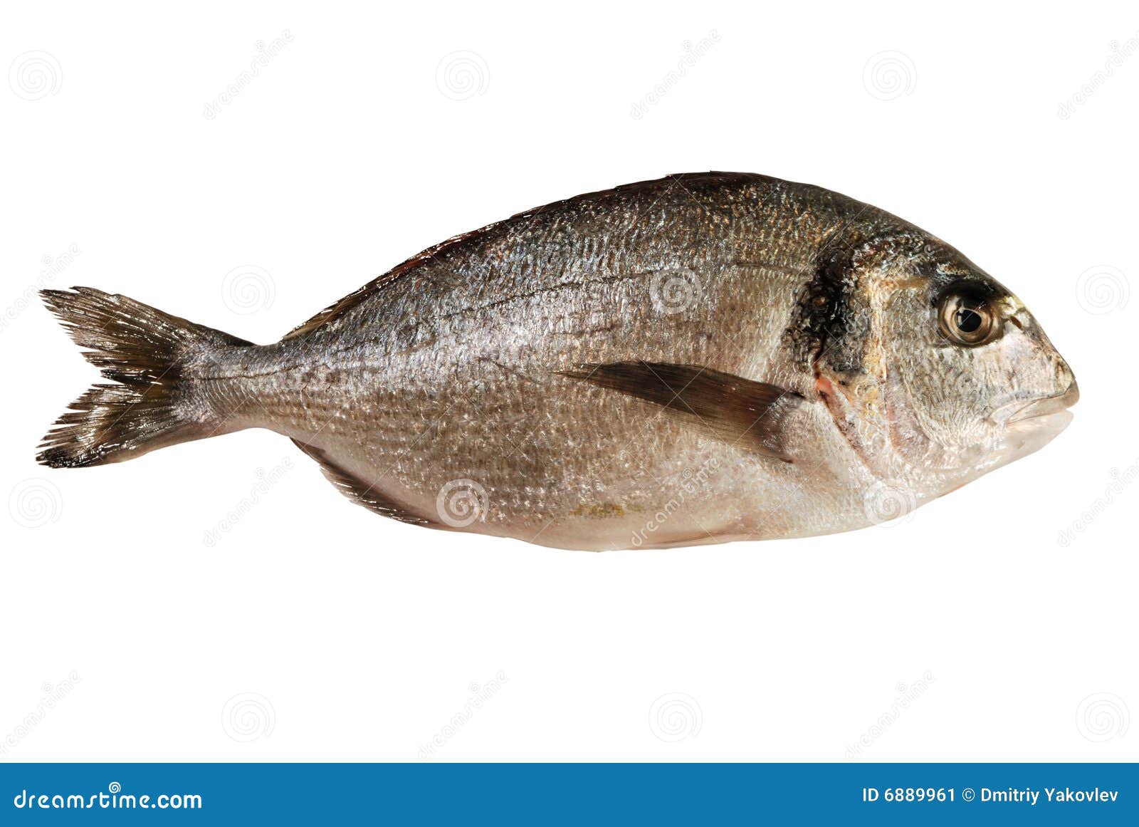 dorada fish ()