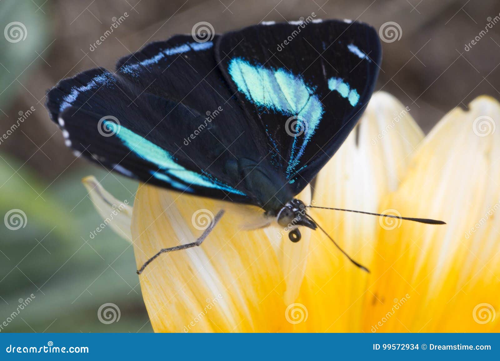 Dorbignyi Paula de Perisama. Imagem de Colorfull de um dorbignyi do perisama