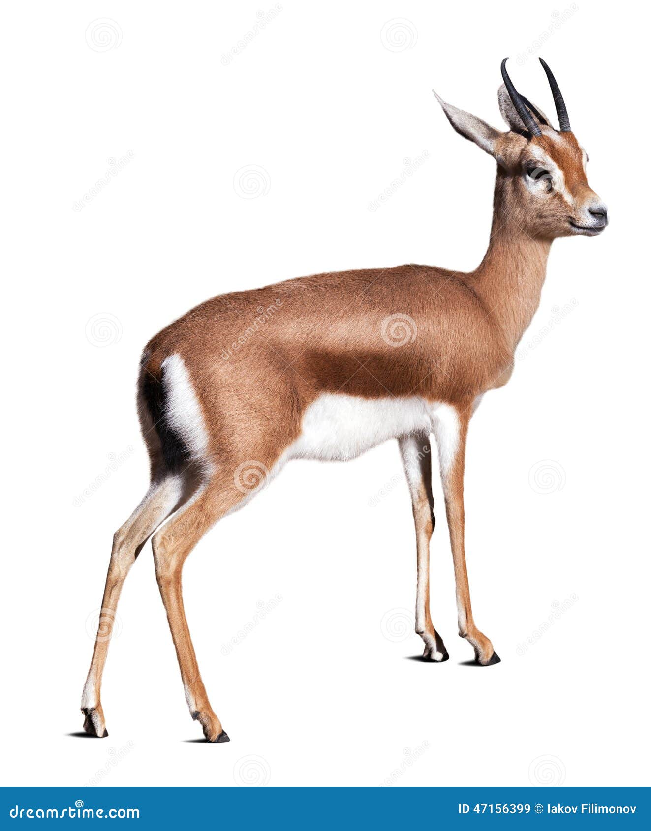dorcas gazelle.  over white background