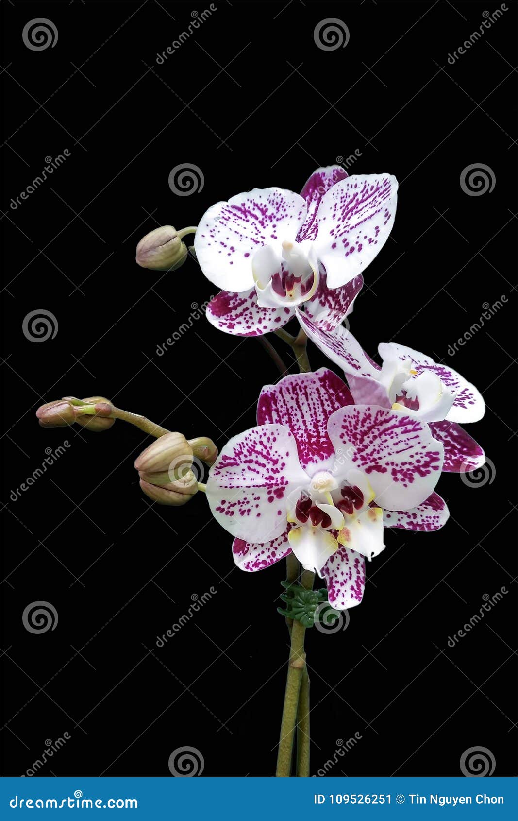 Doritaenopsis Orchid on Black Background Isolated Stock Image - Image of  isolated, branch: 109526251
