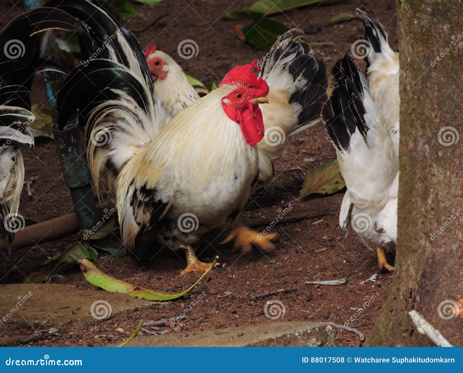 Dorking chicken. stock photo. Image of feather, farm 88017508