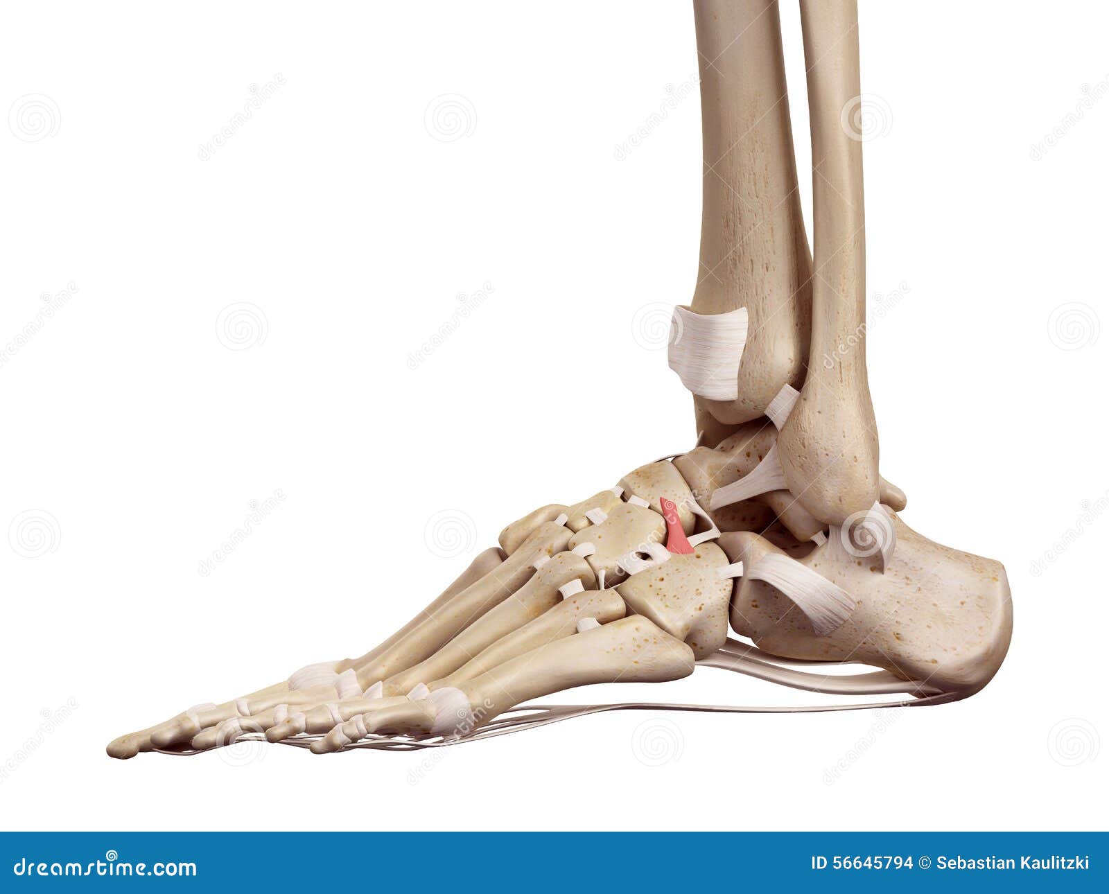 the dorsal cuboideonavicular ligament