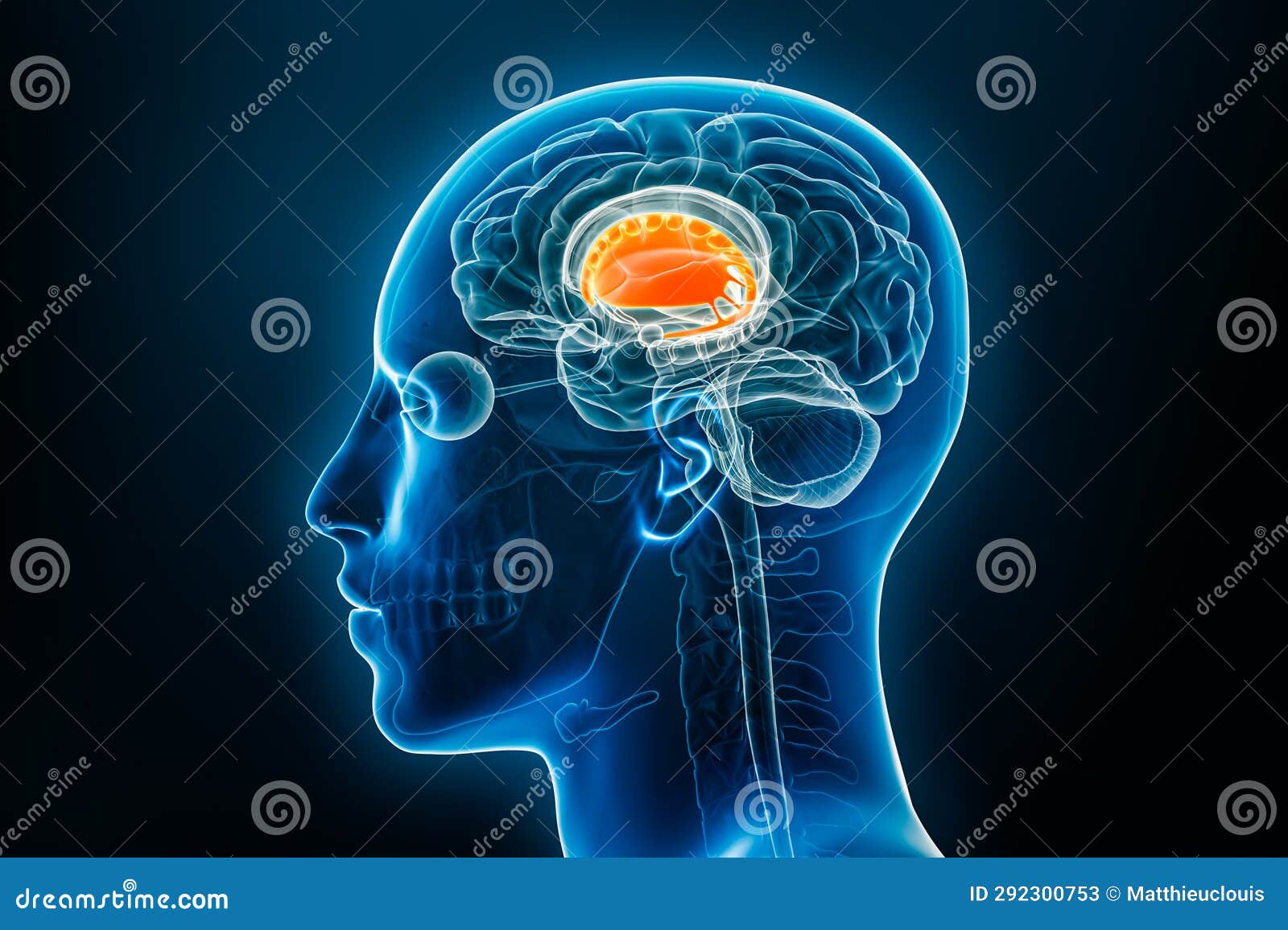 dorsal striatum with putamen and caudate nucleus or basal ganglia 3d rendering . human brain and body anatomy, medical