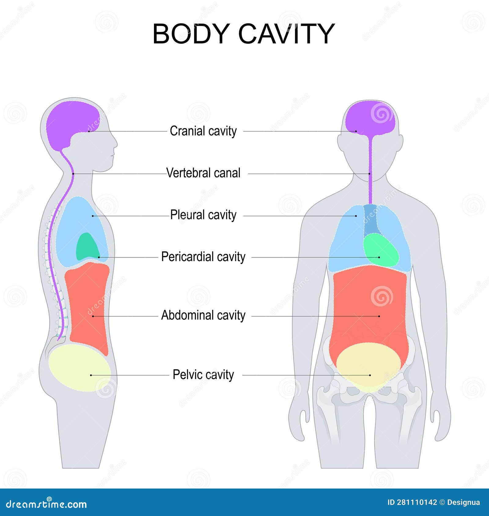 dorsal and ventral body cavities for internal organs or viscera