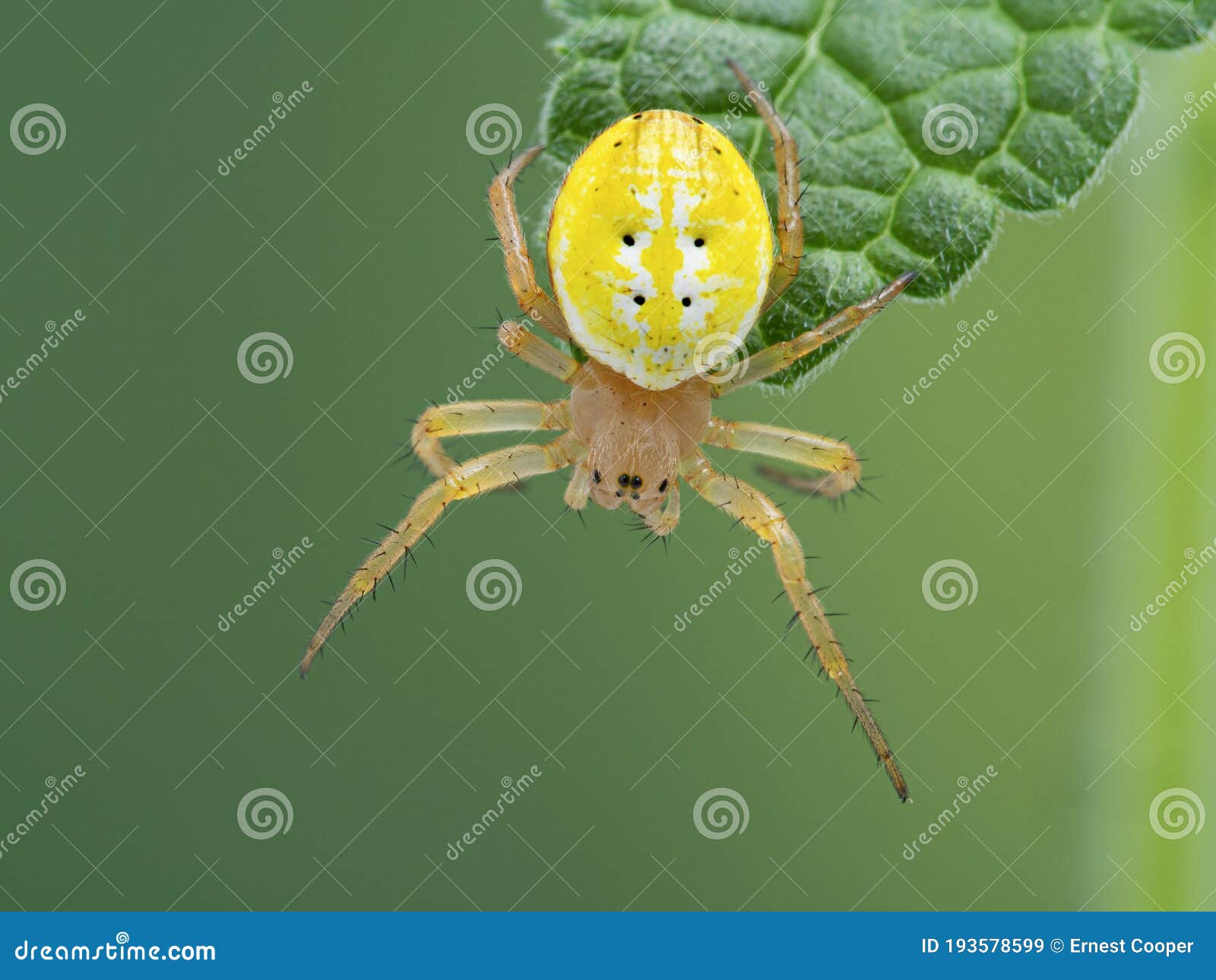p1010146 colorful sixspotted orbweaver spider, araniella displicata, deas island, bc cecp 2020