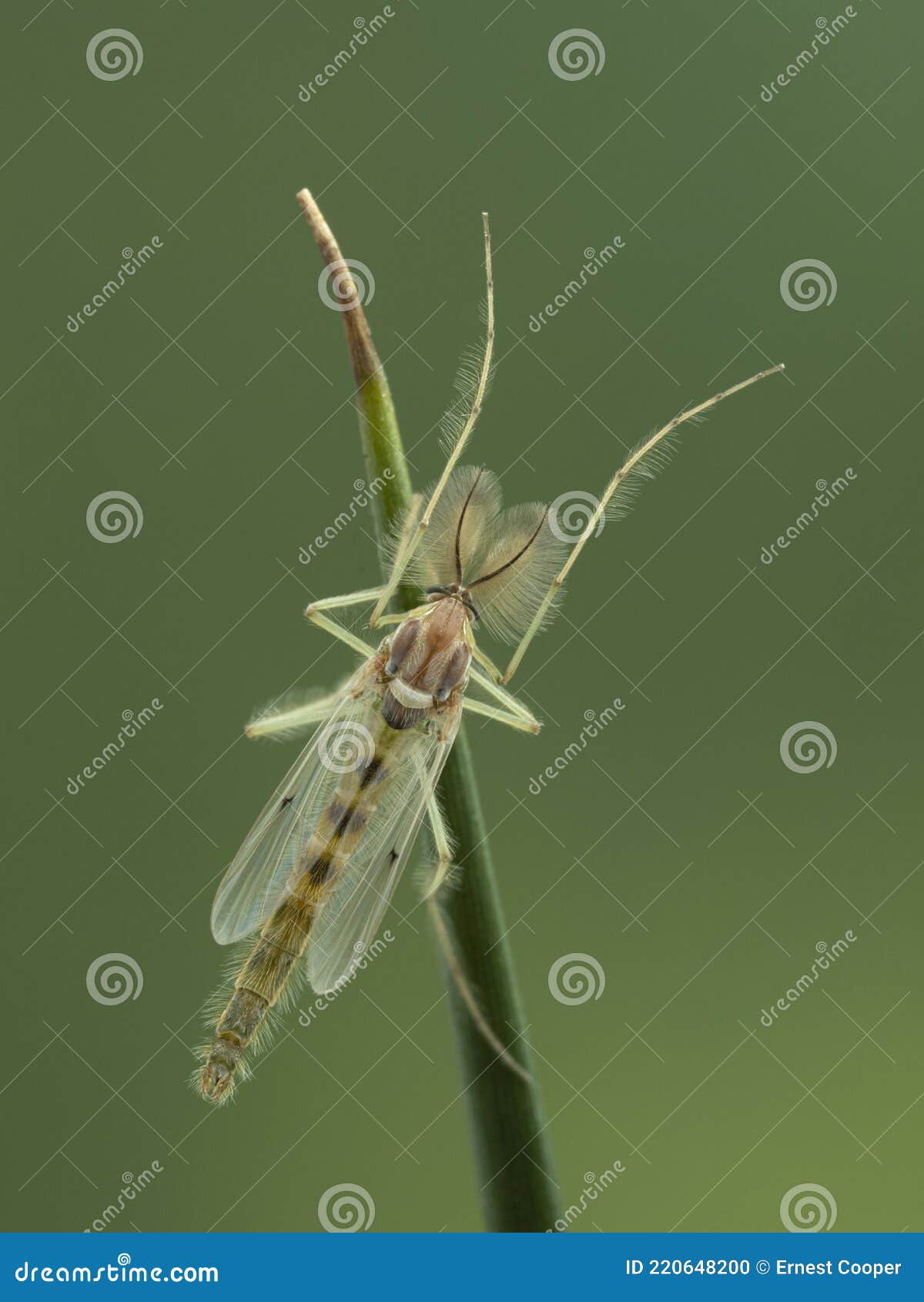 p5160040 dorsal view of a male nonbiting midge chironomid with chacteristic plumose antennae cecp 2021