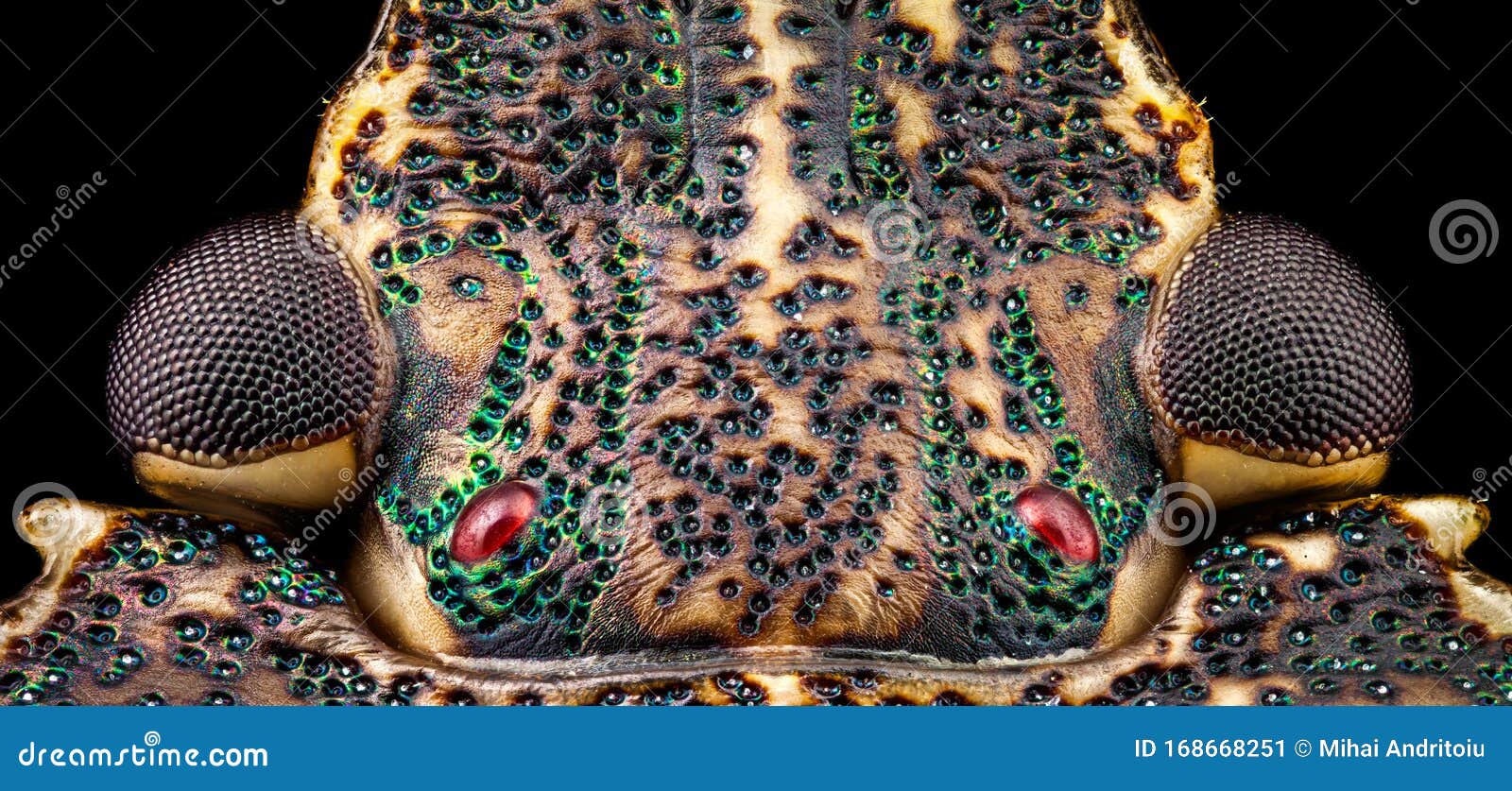 Dorsal View Of A Stink Bug Head Stock Image Image Of Life Exoskeleton