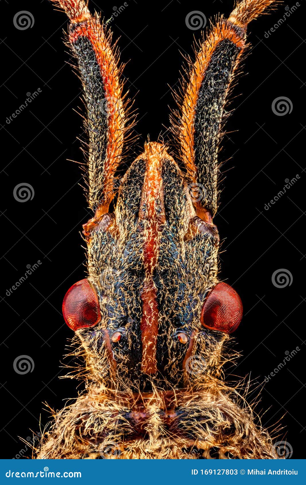 Dorsal View Of A Western Conifer Seed Bug Head Stock Image Image Of Invasive Hemiptera