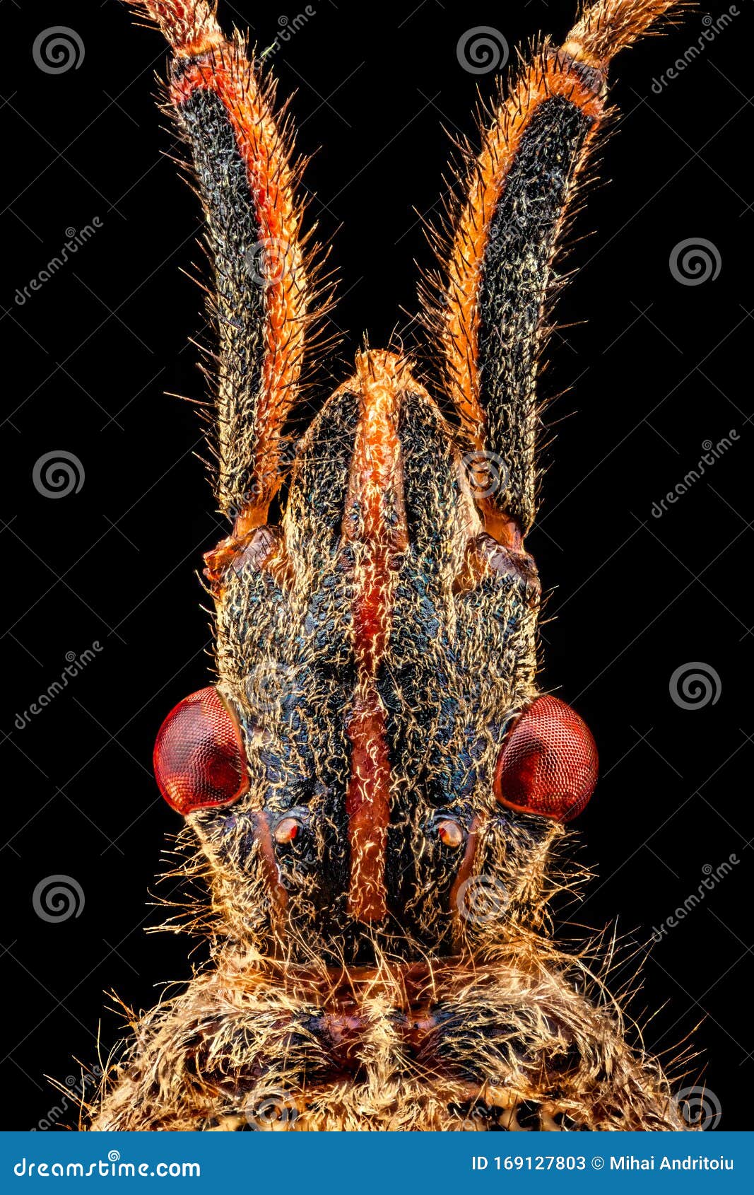 Dorsal View Of A Western Conifer Seed Bug Head Stock Image Image Of Invasive Hemiptera Dorsal View Of A Western Conifer Seed Bug Head Stock Image Image Of Invasive Hemiptera