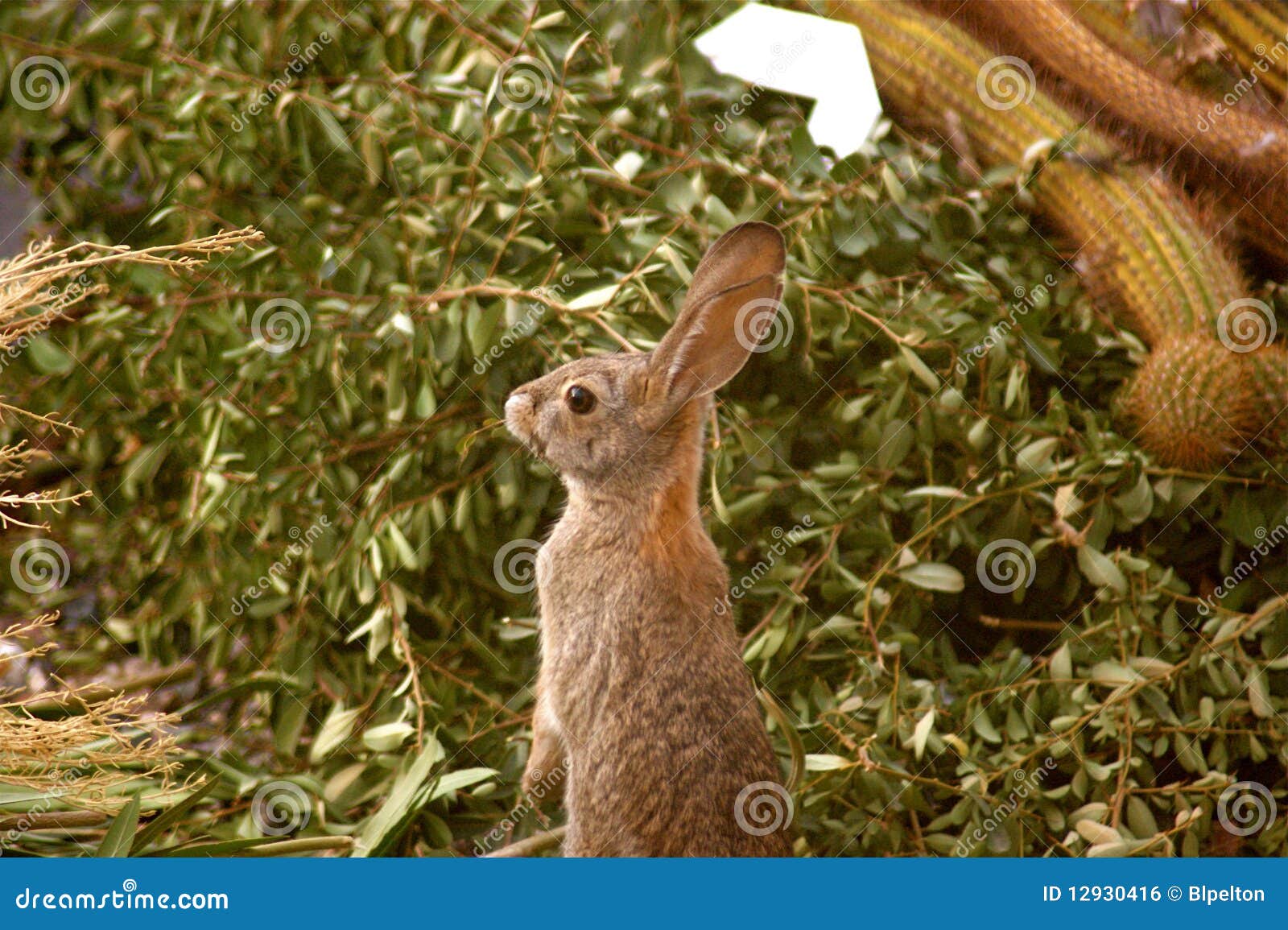 Dort ist er dort stockfoto. Bild von grün, arizona, betriebe 12930416