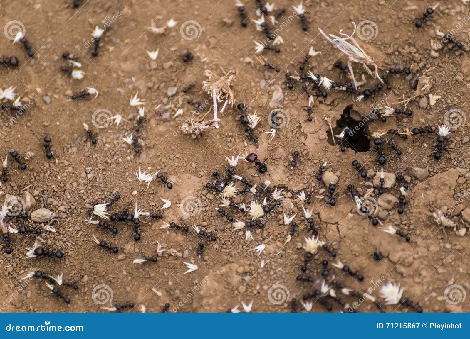 siafu ants