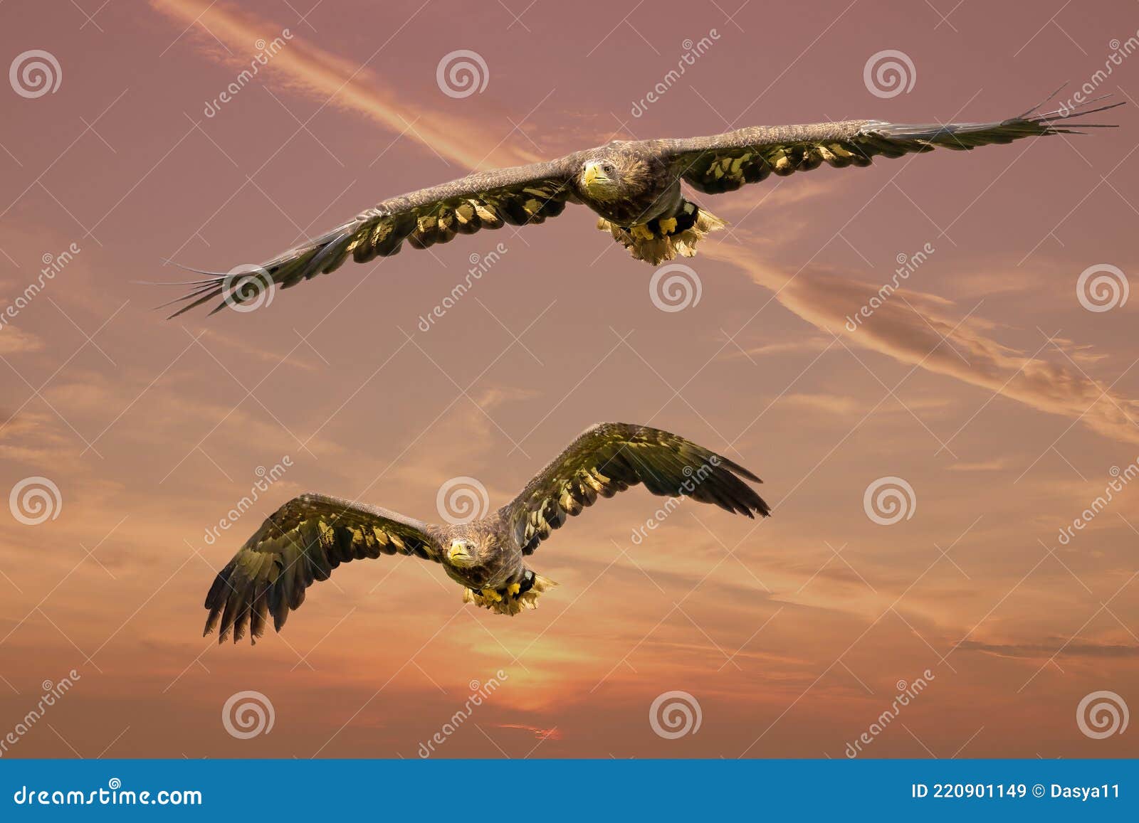 Dos águilas Marinas Europeas Volando En Un Dramático Cielo Rojo. Aves  Rapaces En Vuelo. Aves Rapaces Voladoras Durante Una Cacería Imagen de  archivo - Imagen de detallado, grande: 220901149