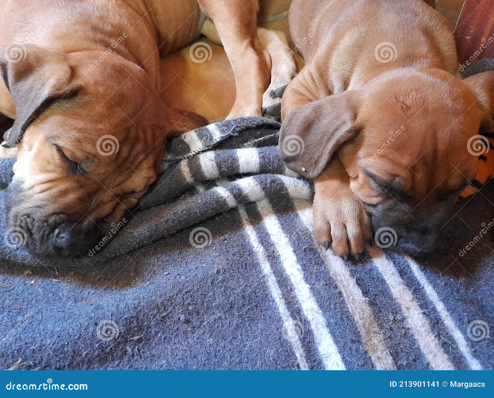 Dos Cachorros Durmiendo Sobre Manta Gris Imagen de archivo - Imagen de  perro, durmiendo: 213901141, image size:1600x1290