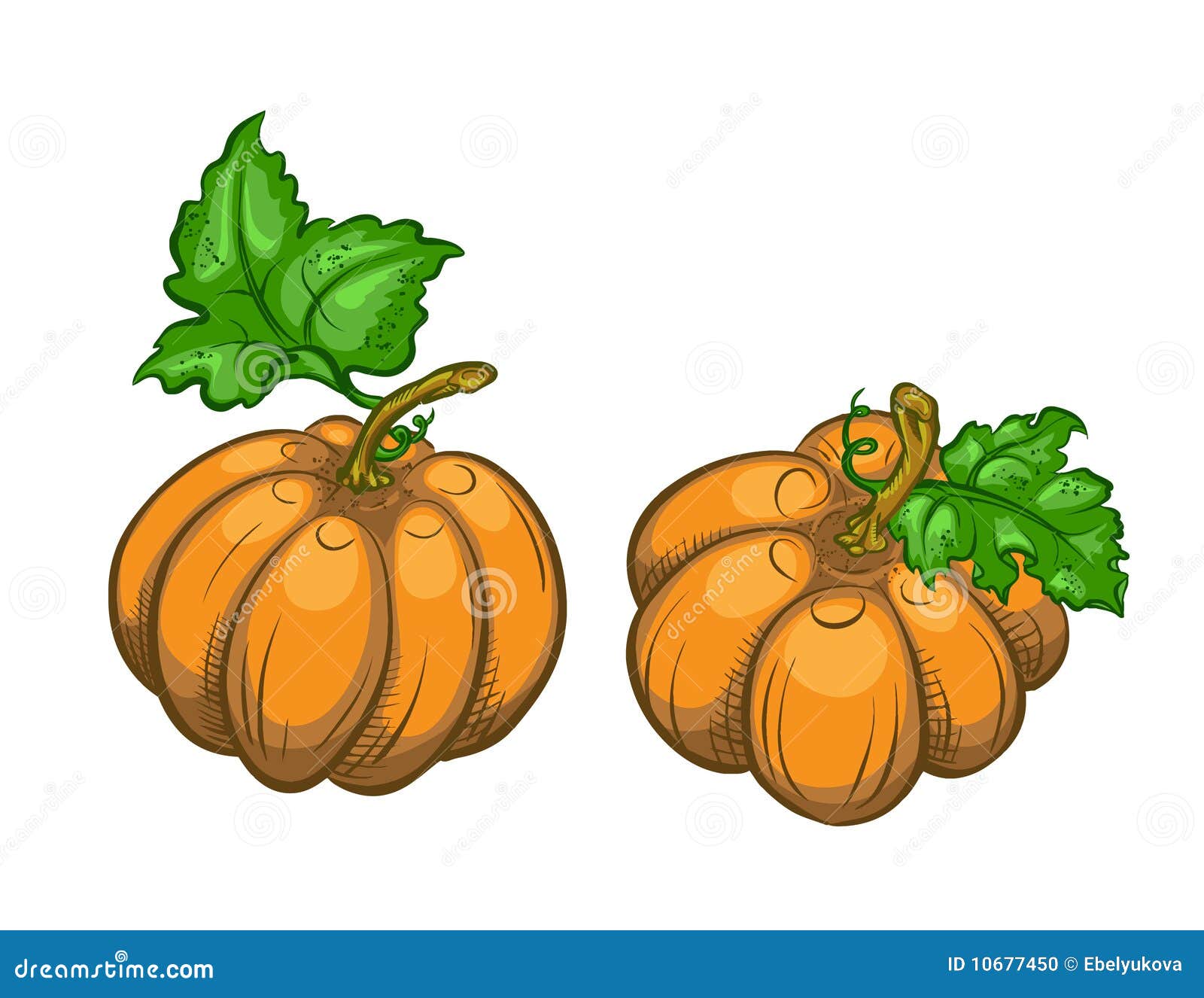 Dos calabazas maduras. Dos calabazas anaranjadas maduras con las hojas verdes. Hay además un formato del vector (EPS 8).