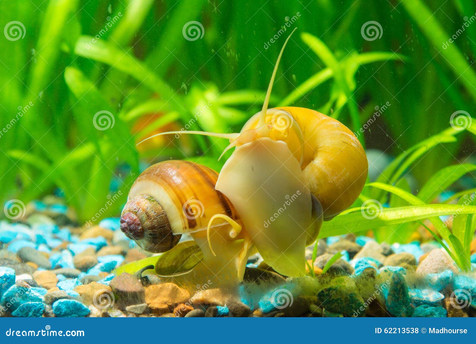 Dos Caracoles Rayado Amarillo Y Marron De Ampularia Comen Algas En
