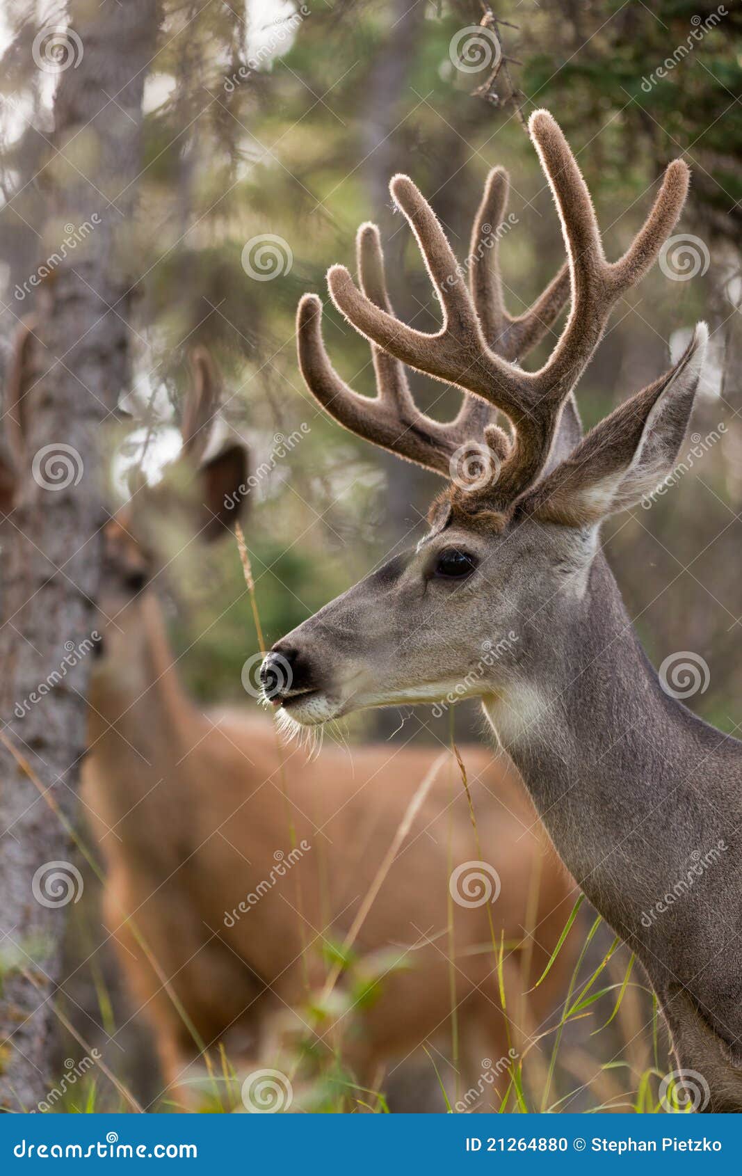 Dos dólares de los ciervos de mula con las cornamentas del terciopelo. Dos dólares de los ciervos de mula (hemionus del Odocoileus) con las cornamentas del terciopelo que miran fijamente de las maderas.