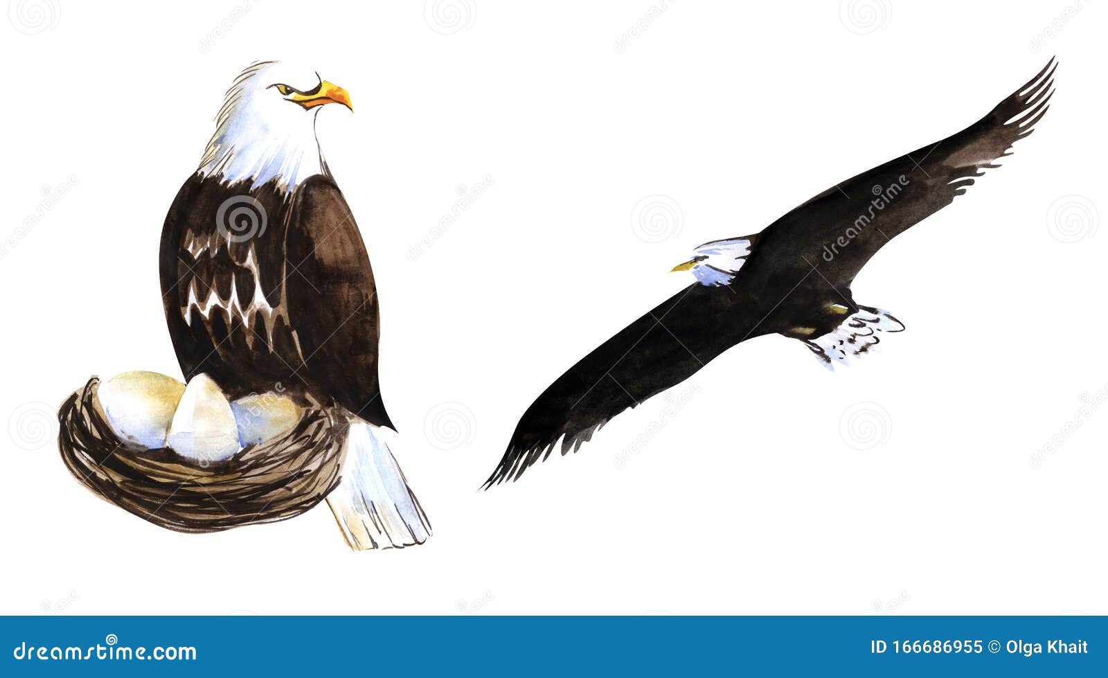 Dos Elementos Decorativos Pájaro De Presa Águila Calva Grande En El Nido  Con Huevos Un águila De Cola Blanca Volando Alto En El Stock de ilustración  - Ilustración de norte, hembra: 166686955