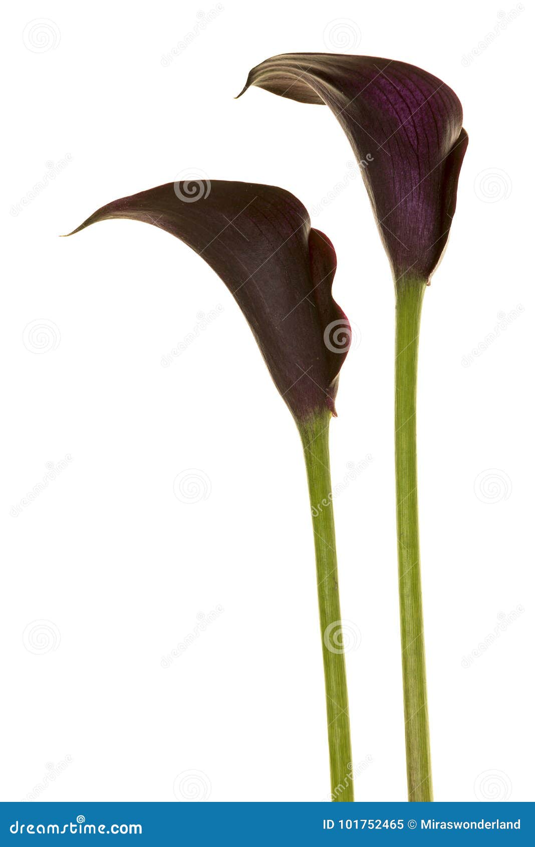 Dos Flores De La Cala Negra Lilly Imagen de archivo - Imagen de luto, cubo:  101752465