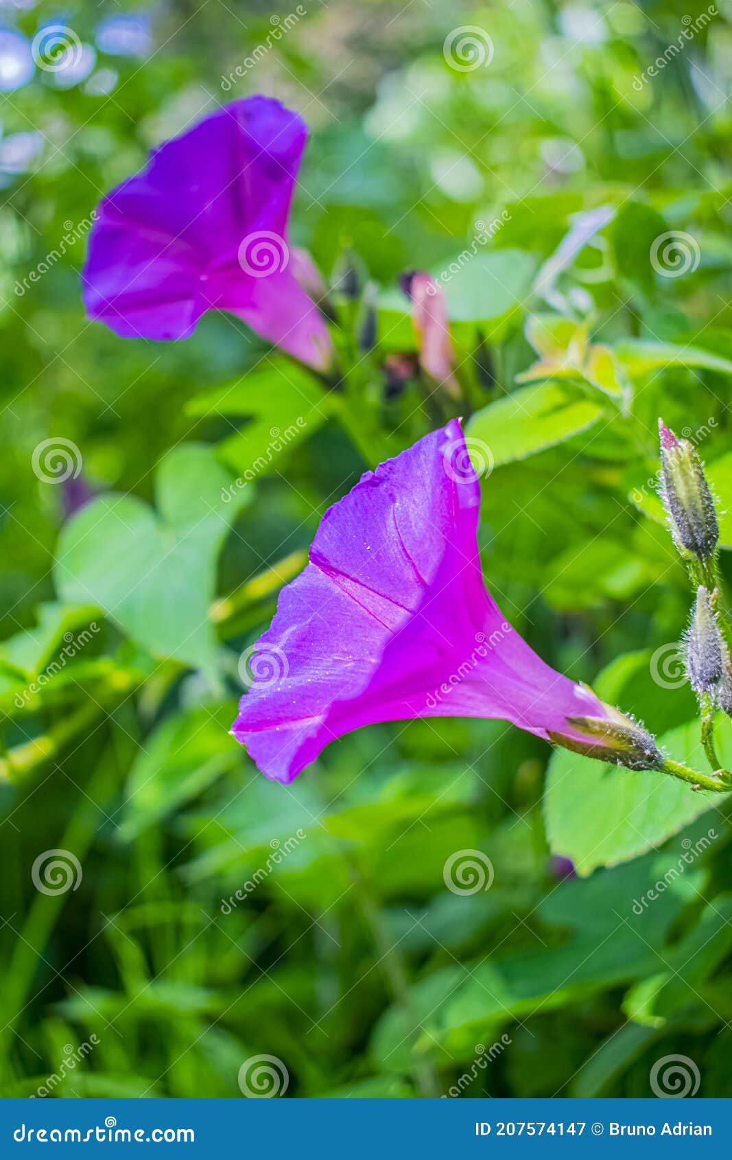 Dos Flores De Liana Rosa En Forma De Campana Y Hojas Verdes Imagen de archivo - Imagen de colores, mariposa: 207574147 Dos Flores De Liana Rosa En Forma De Campana Y Hojas Verdes Imagen de archivo - Imagen de colores, mariposa: 207574147