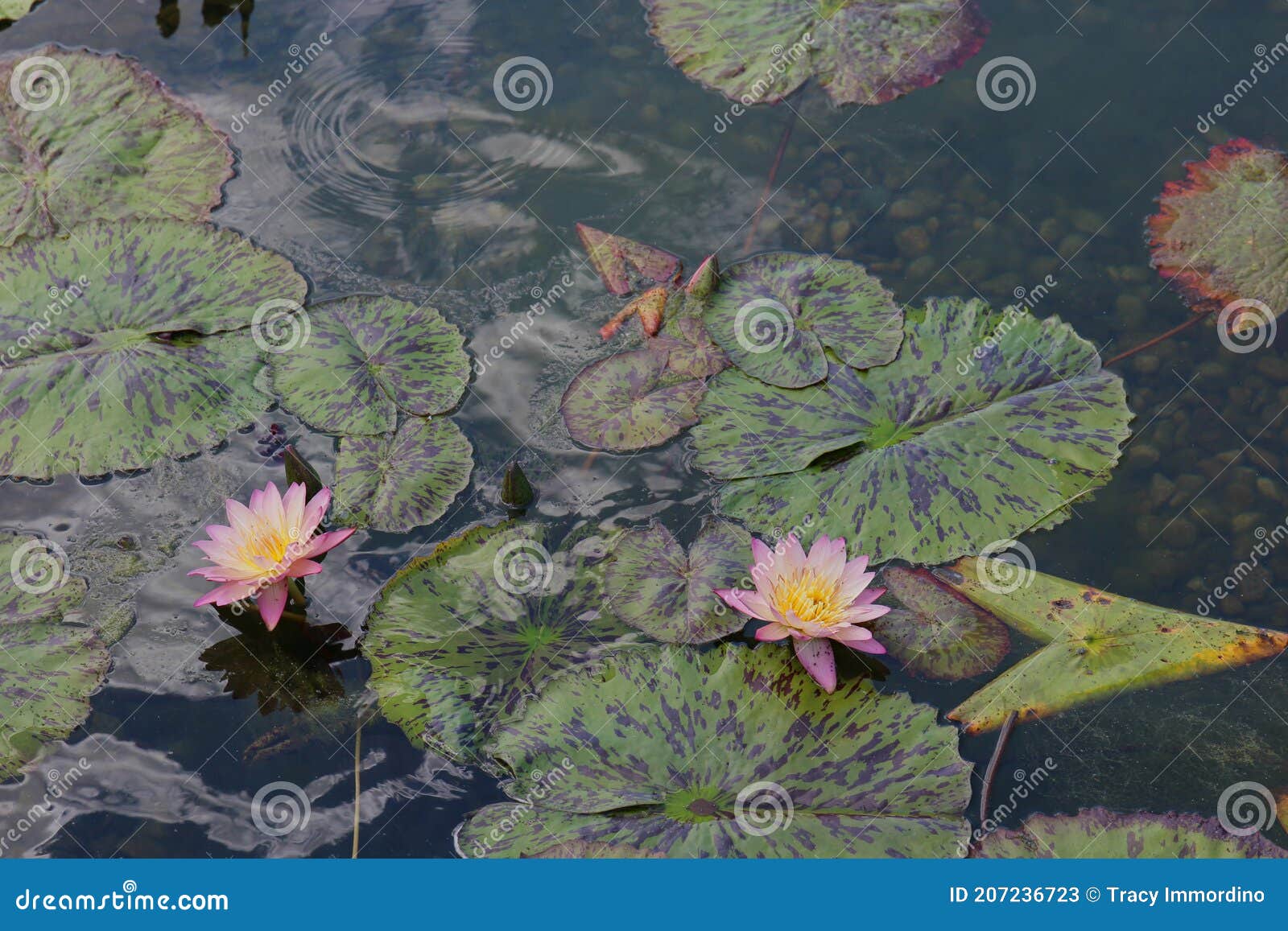 Dos Flores De Lirio De Agua Rosa Y Colchonetas De Lirio Flotando En Un  Estanque Poco Profundo Imagen de archivo - Imagen de cierre, llenado:  207236723