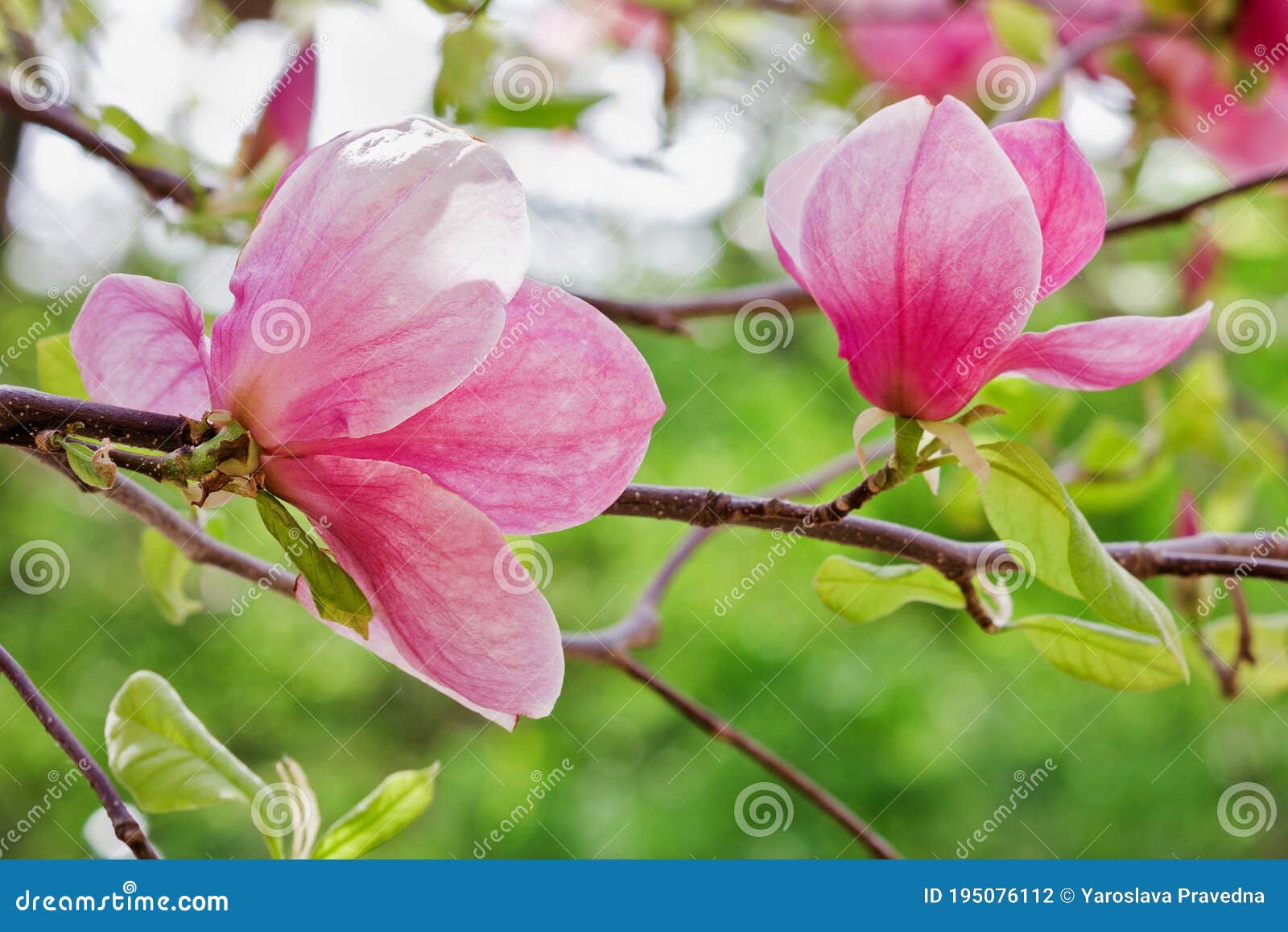 Dos Flores De Magnolia Rosa Foto de archivo - Imagen de exterior,  ornamental: 195076112