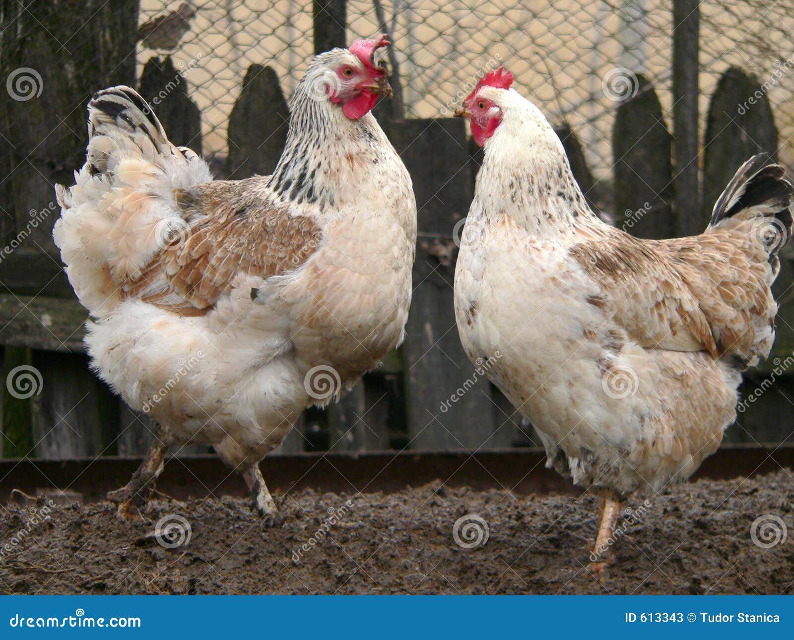 Dos gallinas blancas imagen de archivo. Imagen de país - 613343
