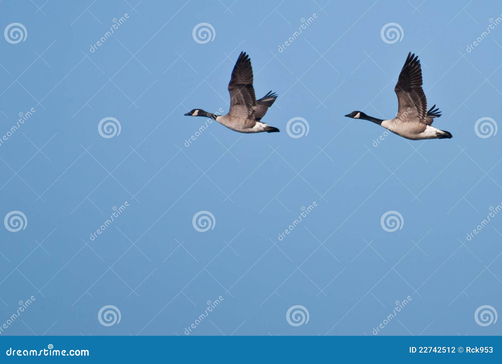 Dos Gansos Que Vuelan En Unísono Foto de archivo - Imagen de fauna