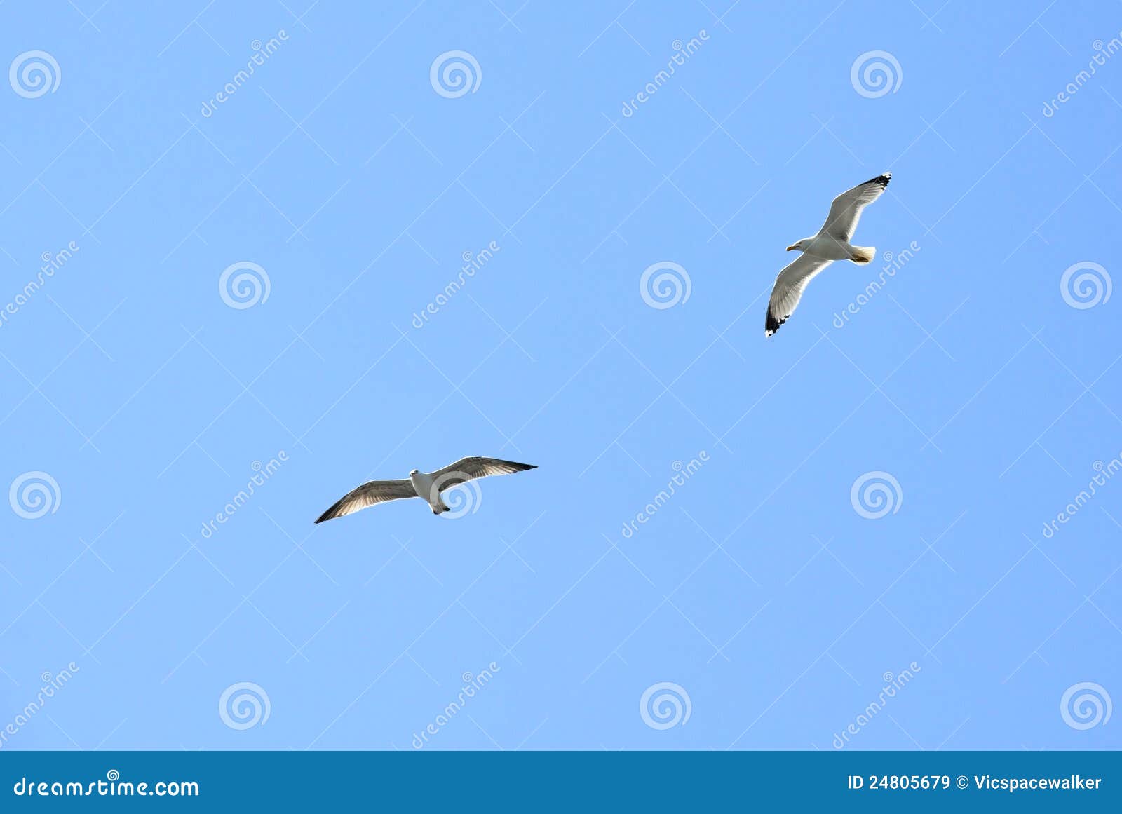 Dos gaviotas en vuelo imagen de archivo. Imagen de junto 24805679
